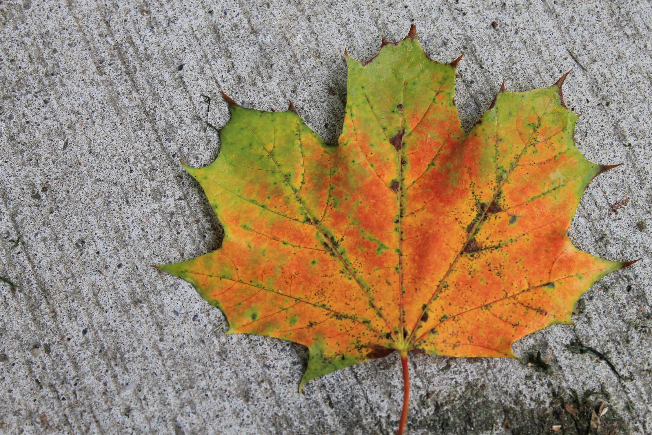 Maple Leaf 桌布 壁紙 — 一片充滿活力的秋日楓葉，帶有橙色和綠色色調，躺在紋理灰色混凝土表面上。