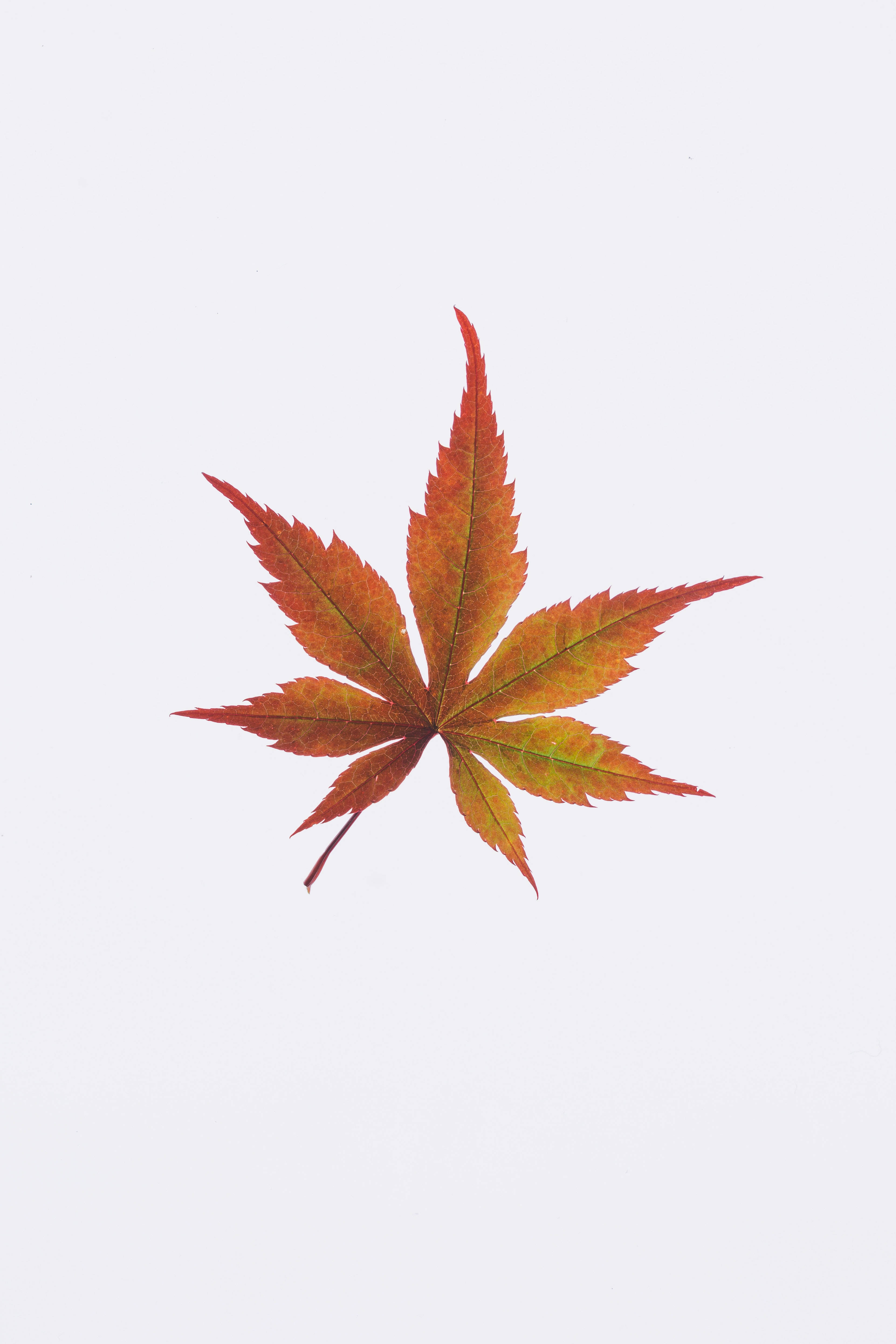 Solid White 桌布 壁紙 — 一片充滿活力的秋日楓葉，帶有紅色、橙色和黃色色調，放在純淺灰色背景上。