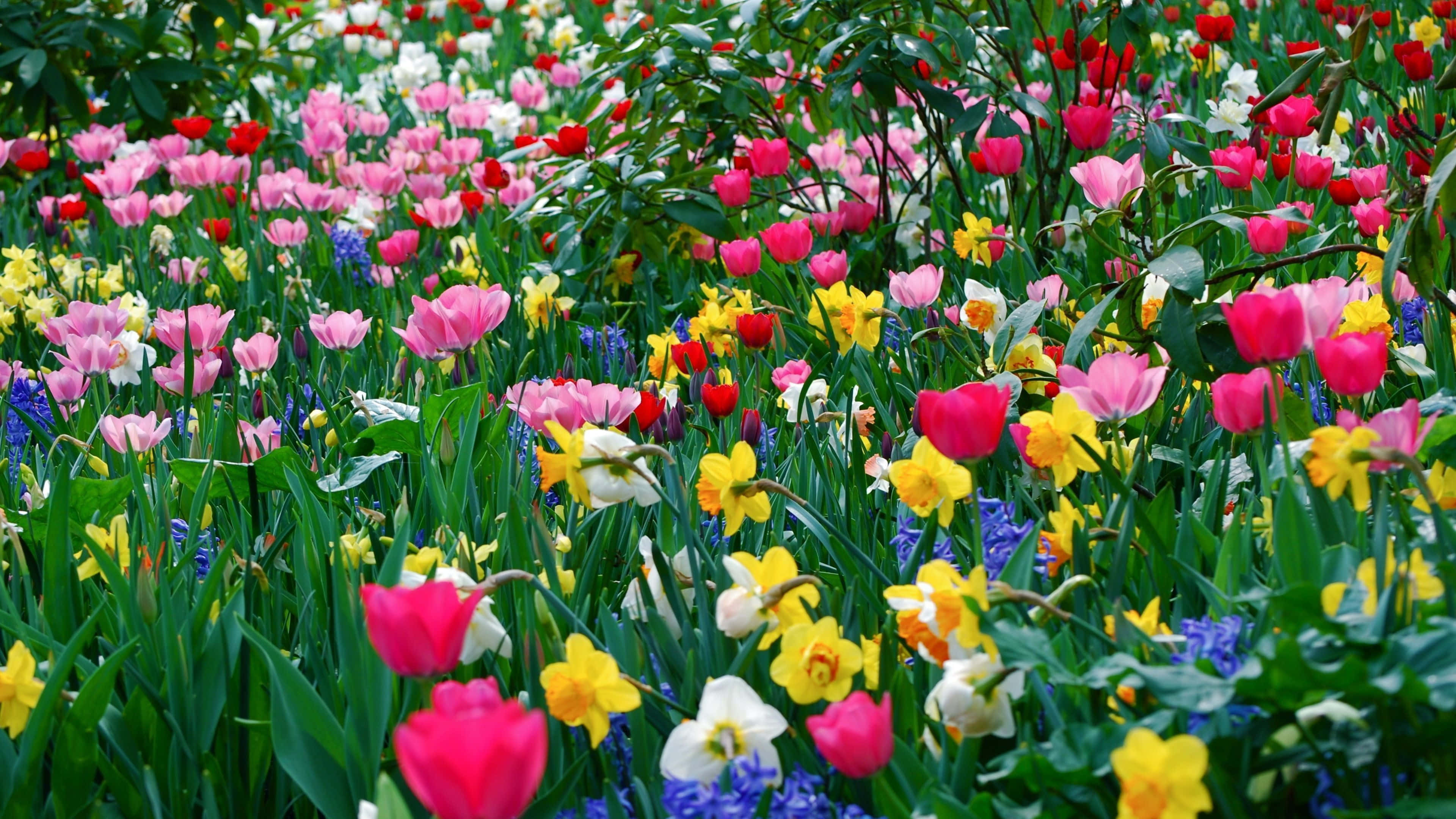 Wildflowers 桌布 壁紙 — 一片充滿活力的粉紅、紅、黃、白色鬱金香、水仙和風信子花田，在明亮的日光下密集盛開。