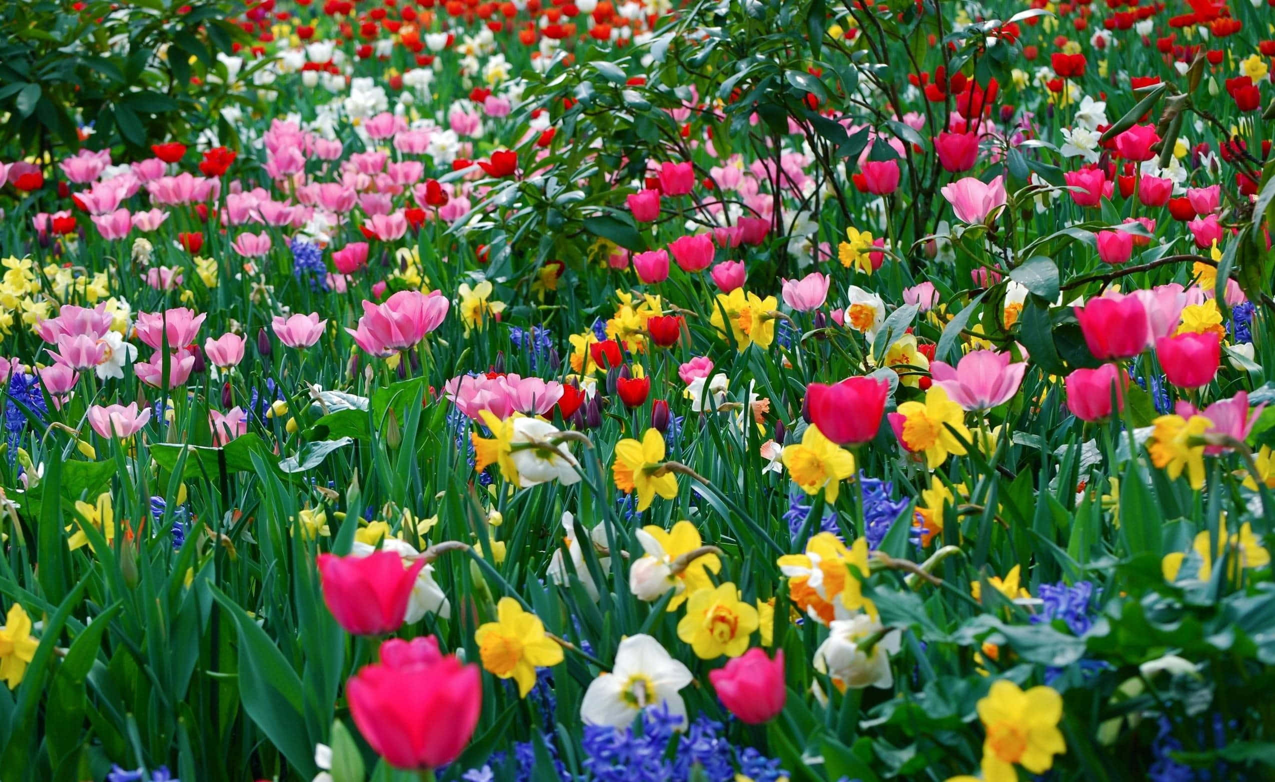 春天 桌布 壁紙 — 一片充滿活力的粉紅、紅、黃、白色鬱金香和水仙花，在茂密的綠葉中密集盛開。