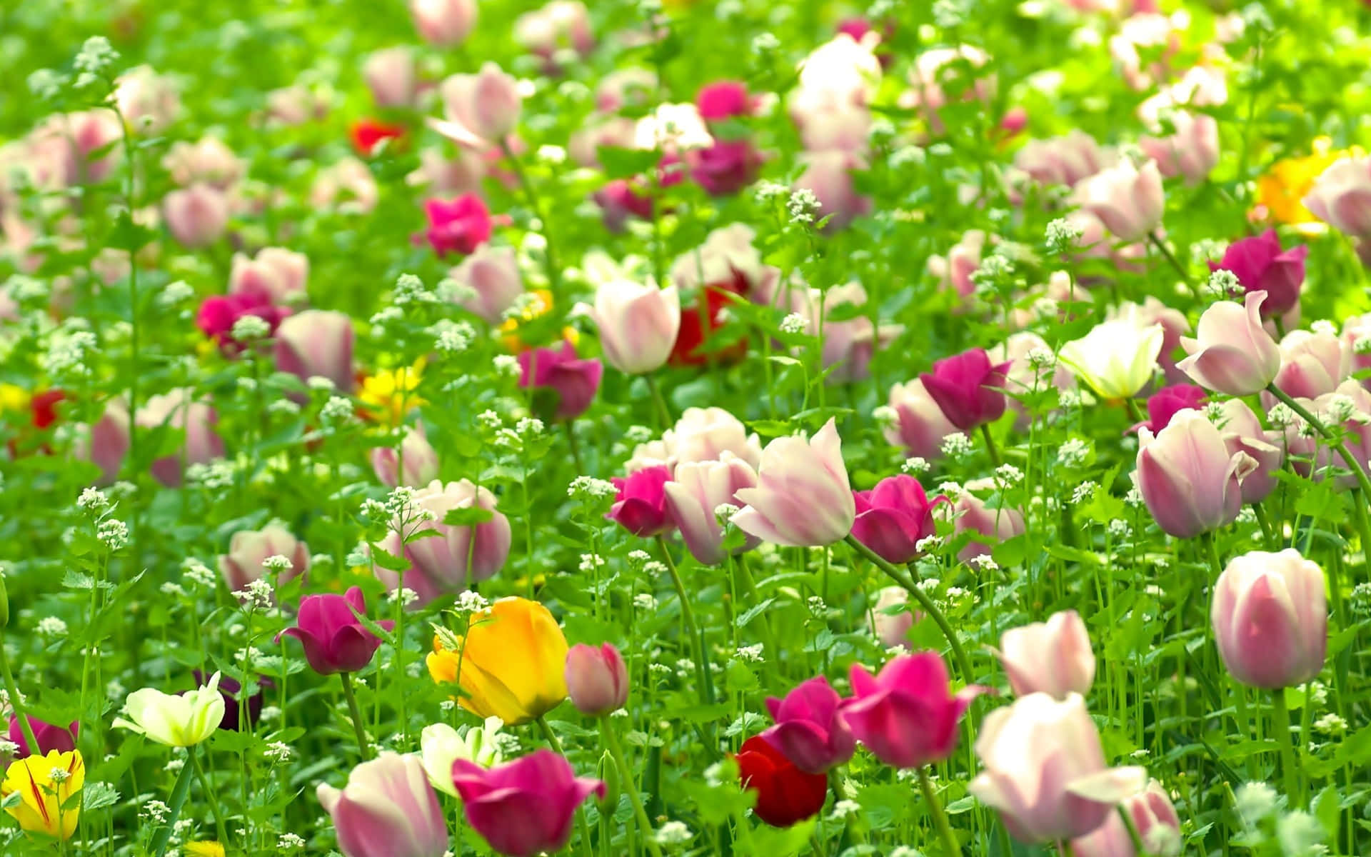 Flowers 桌布 壁紙 — 一片充滿活力的粉紅色、洋紅色和黃色鬱金香，在明亮的陽光下在茂盛的綠草中搖曳。