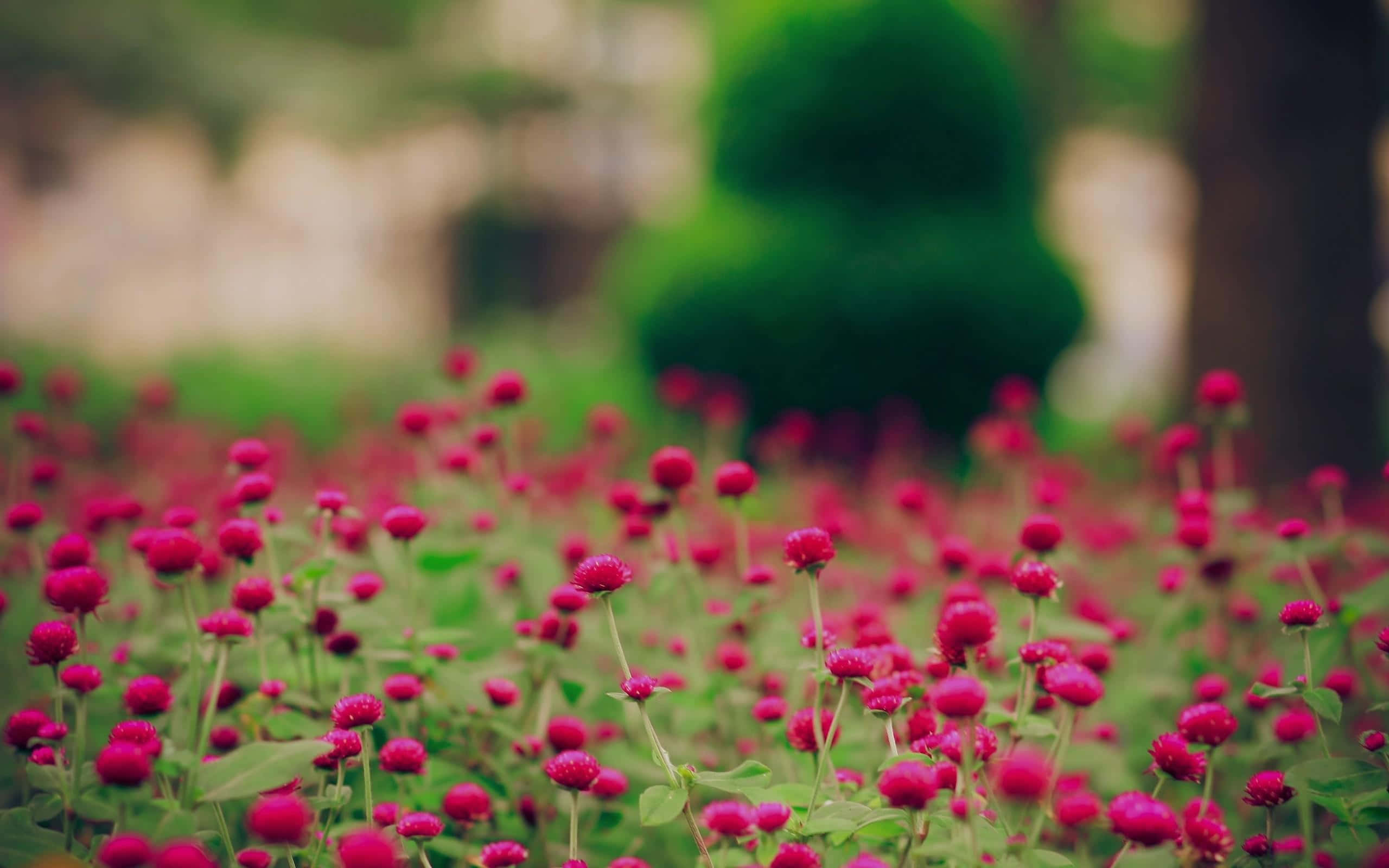 Flower Field 桌布 壁紙 — 一片充滿活力的粉紅色千日紅花田在柔和自然光中輕輕搖曳，背景是模糊的綠色植物。