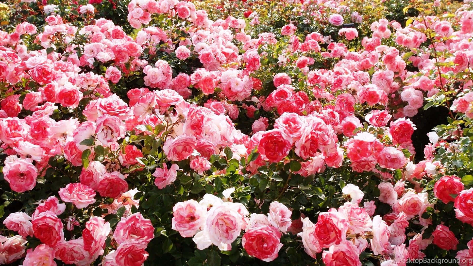 Pink Roses 桌布 壁紙 — 一片充滿活力的粉紅色和紅色玫瑰田，在明亮的陽光下盛開，綠葉茂盛。