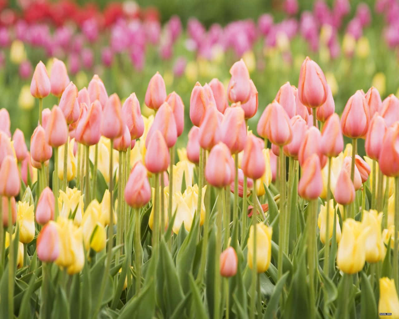 鬱金香 桌布 壁紙 — 一片充滿活力的粉紅色和黃色鬱金香花田，在柔和日光中輕輕搖曳，背景是模糊多彩的花朵。