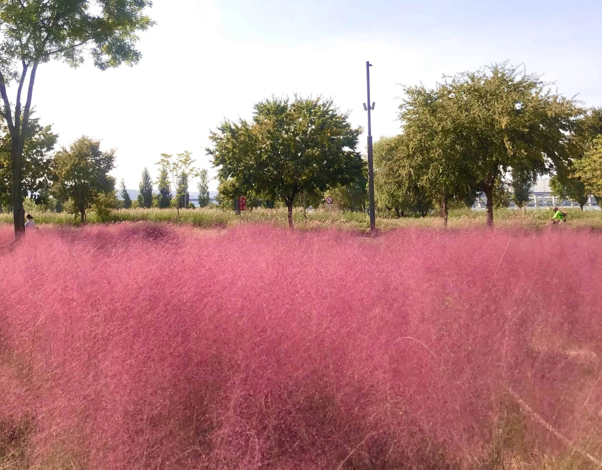 Jeju 桌布 壁紙 — 一片充滿活力的粉紅色芒草在明亮的日光下搖曳，背景中散落著綠樹。