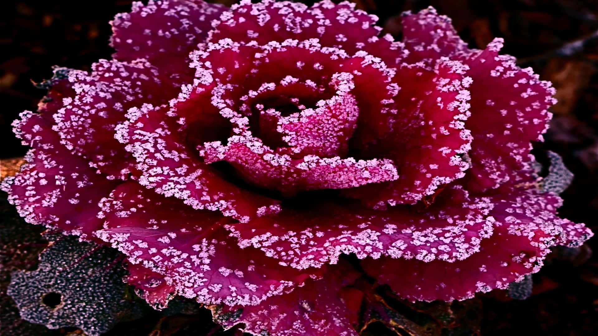 Abstract Rose 桌布 壁紙 — 一片充滿活力的紫色羽衣甘藍葉，覆蓋著精緻的霜晶，在深色泥土背景下閃閃發光。