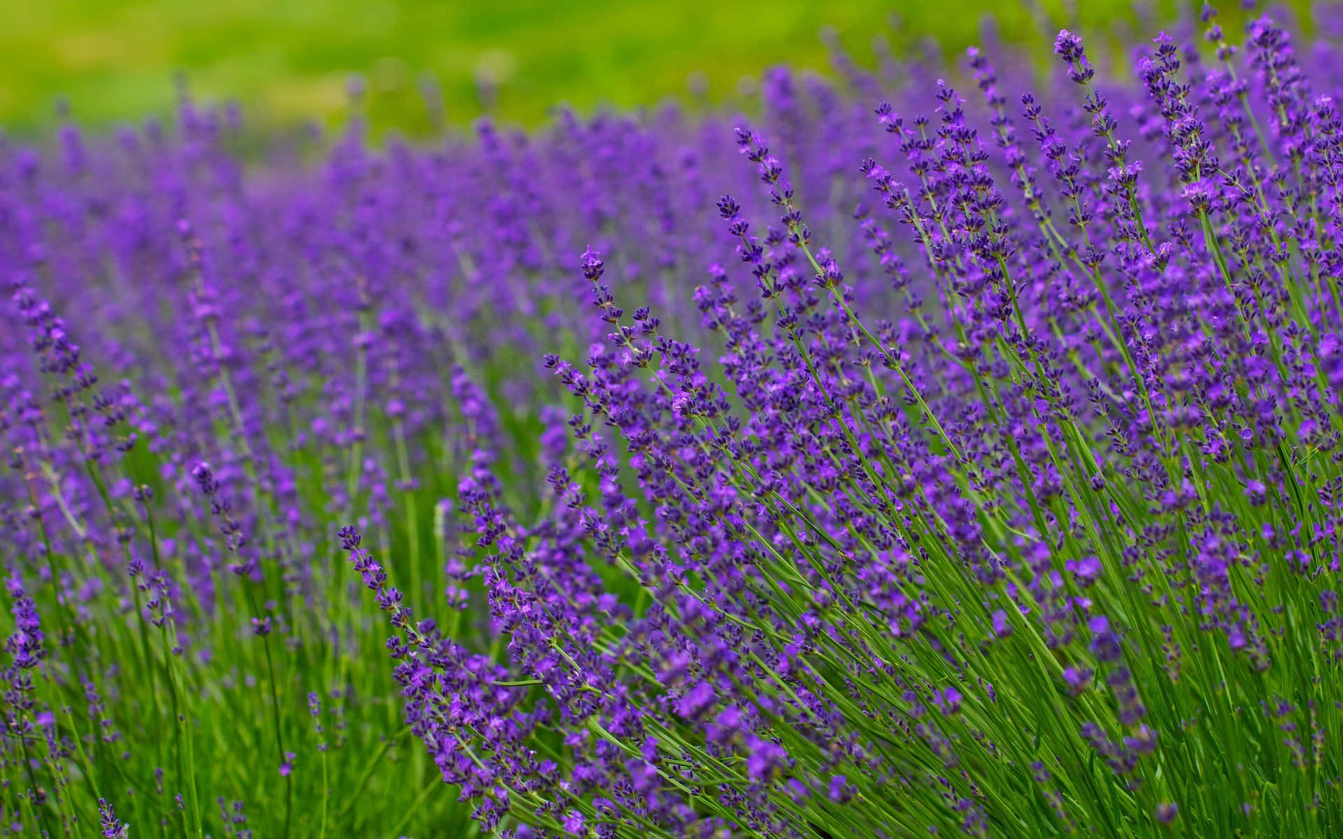 Lavender 桌布 壁紙 — 一片充滿活力的紫色薰衣草花田，在柔和的綠色背景上輕輕搖曳。