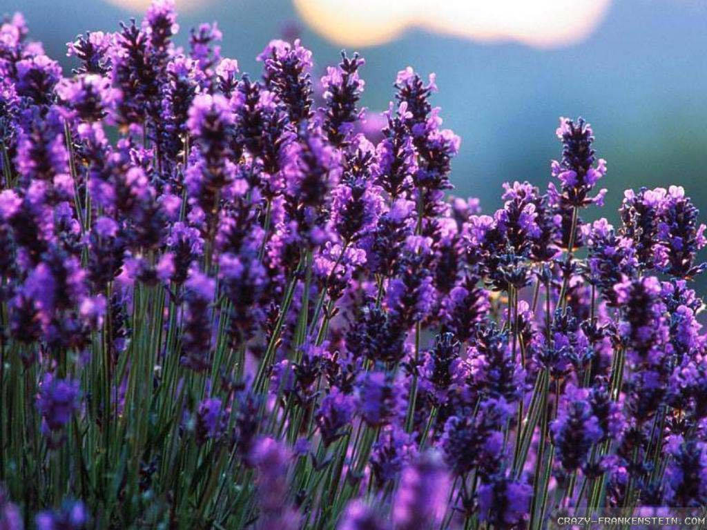 Lavender 桌布 壁紙 — 一片充滿活力的紫色薰衣草花田，在柔和的金色日落天空下輕輕搖曳。