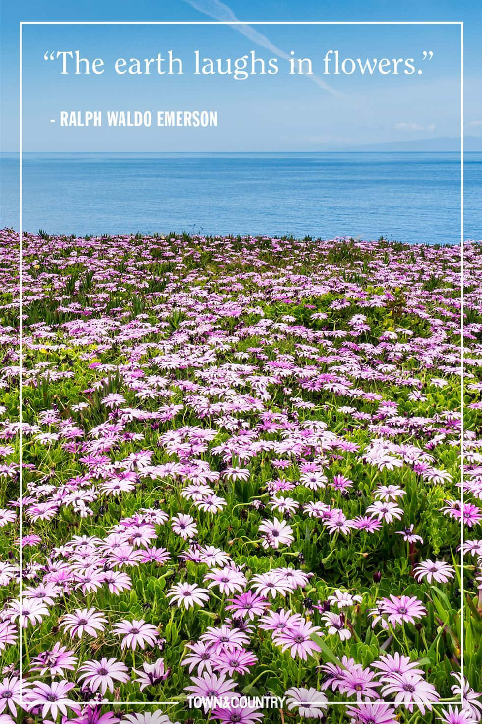Spring Inspirational 桌布 壁紙 — 一片充滿活力的紫色雛菊田，在晴朗的天空下延伸至平靜的藍色海洋，並帶有引文疊加。