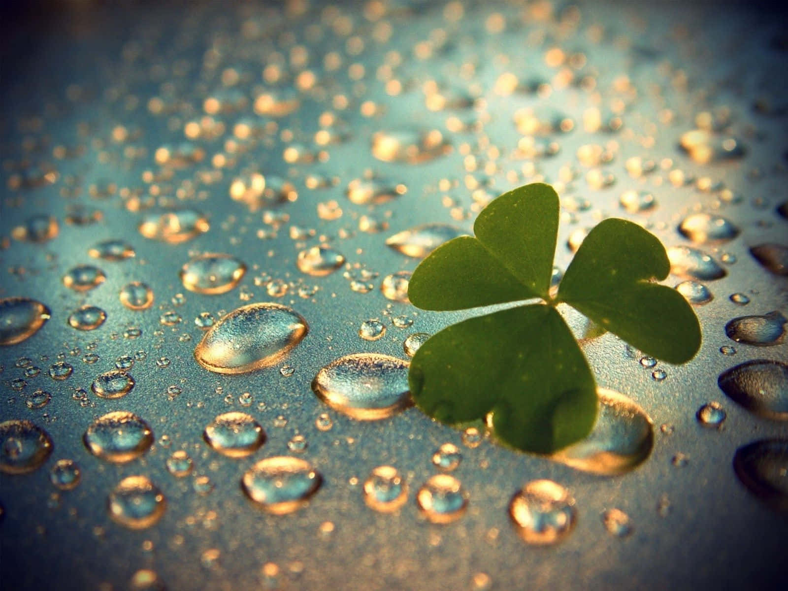 Raining 桌布 壁紙 — 一片充滿活力的綠色四葉草，在溫暖金色陽光照耀下，安放在閃爍水珠之間的清涼藍色表面上。