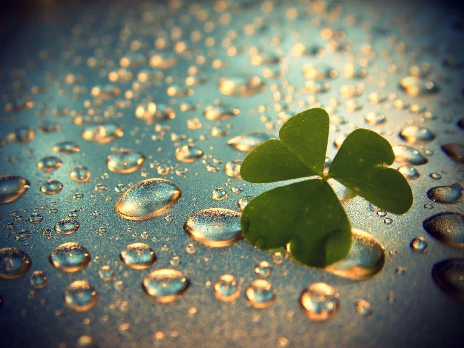 Rain Drops 桌布 壁紙 — 一片充滿活力的綠色四葉草，在溫暖金色陽光照耀下，停留在帶有紋理的藍色表面上，周圍閃爍著水珠。