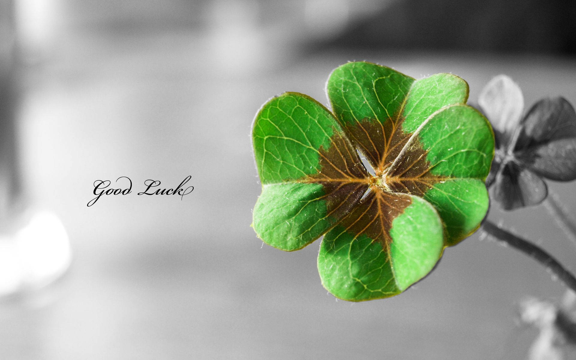 St Patrick's Day 桌布 壁紙 — 一片充滿活力的綠色四葉草，帶有棕色葉脈，在黑白模糊的背景上突出顯示，並帶有「Good Luck」文字。
