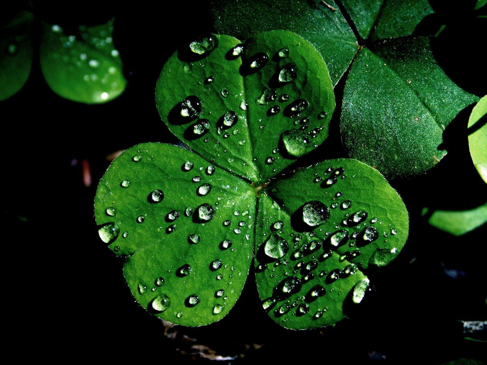 Shamrock 桌布 壁紙 — 一片充滿活力的綠色四葉草在深色背景下閃爍著露珠。