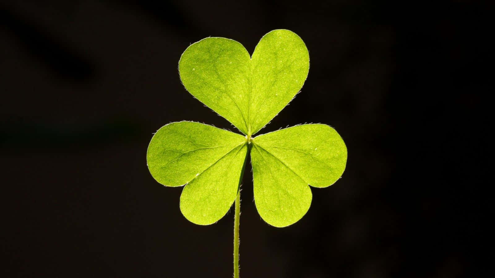 Four Leaf Clover 桌布 壁紙 — 一片充滿活力的綠色四葉草在深黑色背景上發光，柔和的光線突顯出其細緻的葉脈。