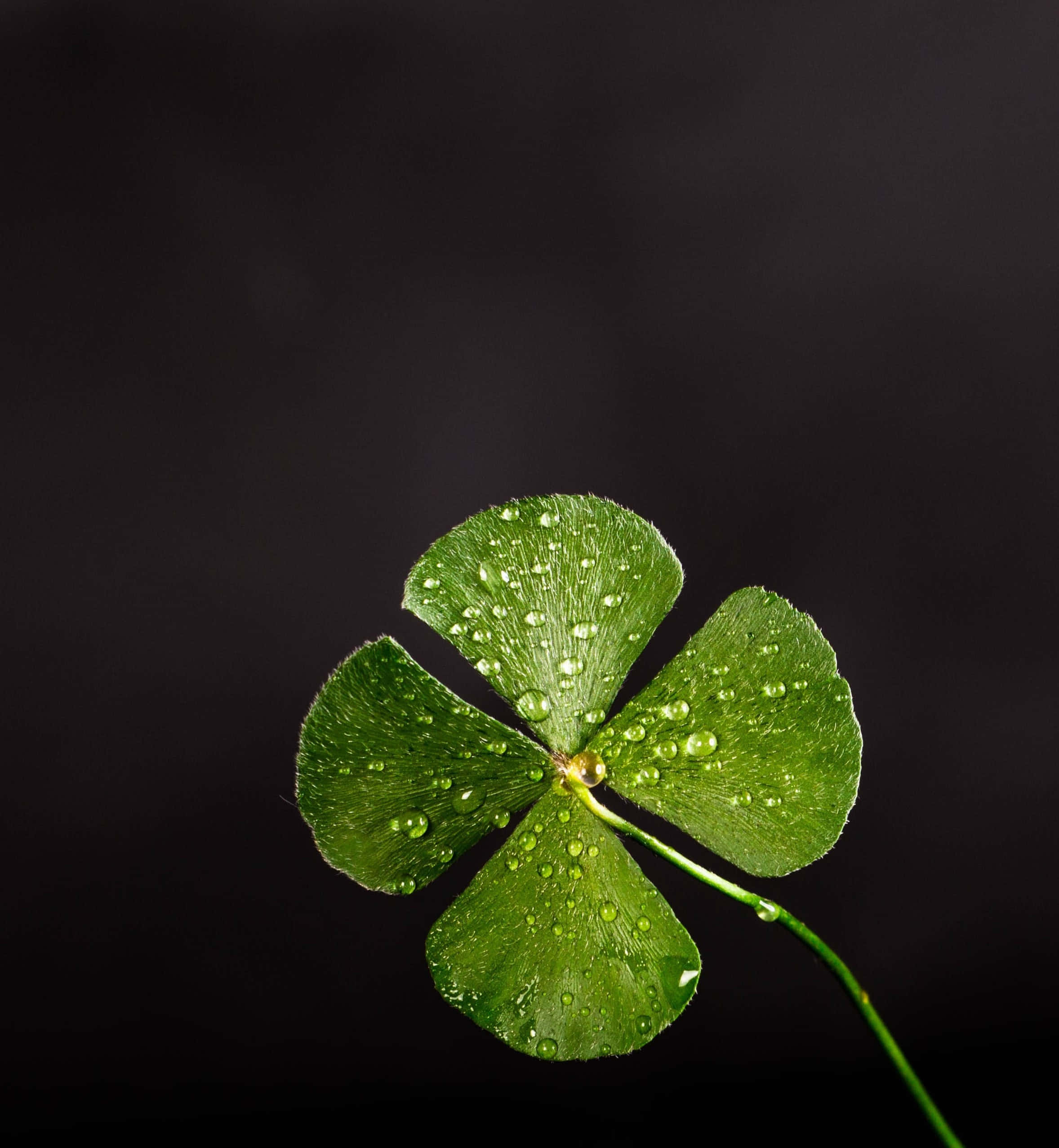 Four Leaf Clover 桌布 壁紙 — 一片充滿活力的綠色四葉草在純黑背景下閃爍著露珠。