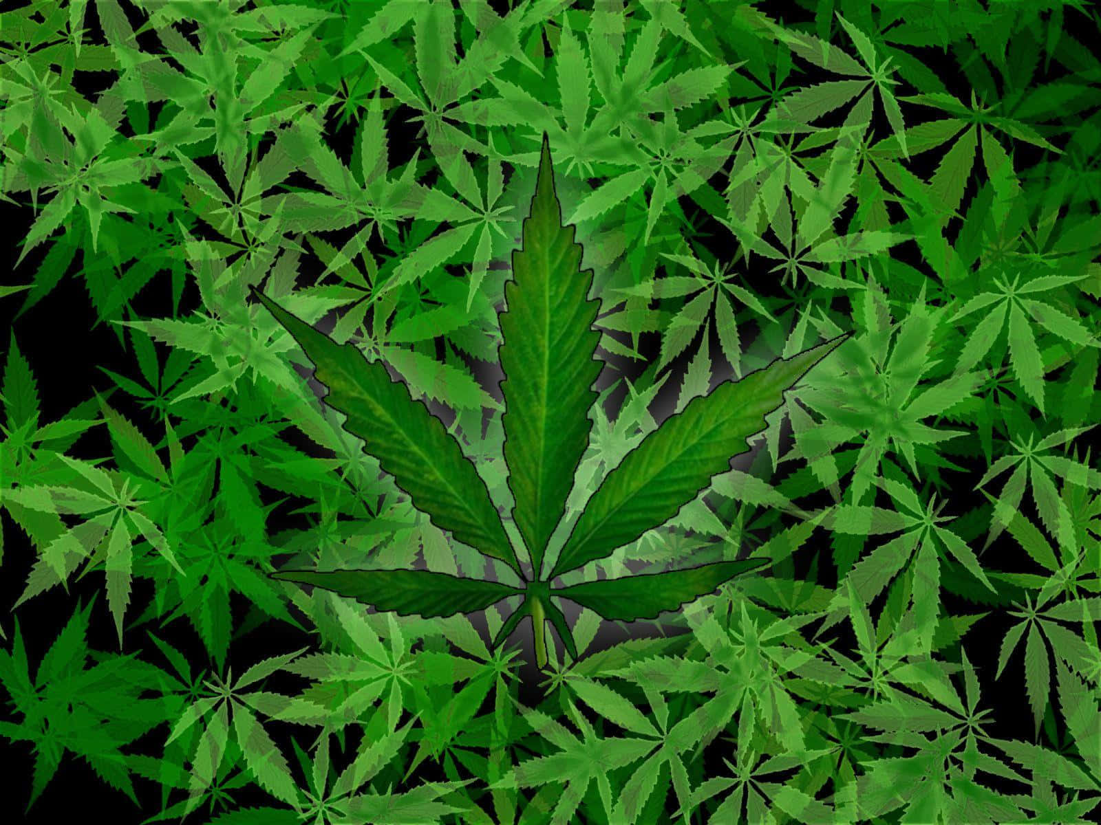 420 桌布 壁紙 — 一片充滿活力的綠色大麻葉，以黑色背景上密集的同類葉片為中心。