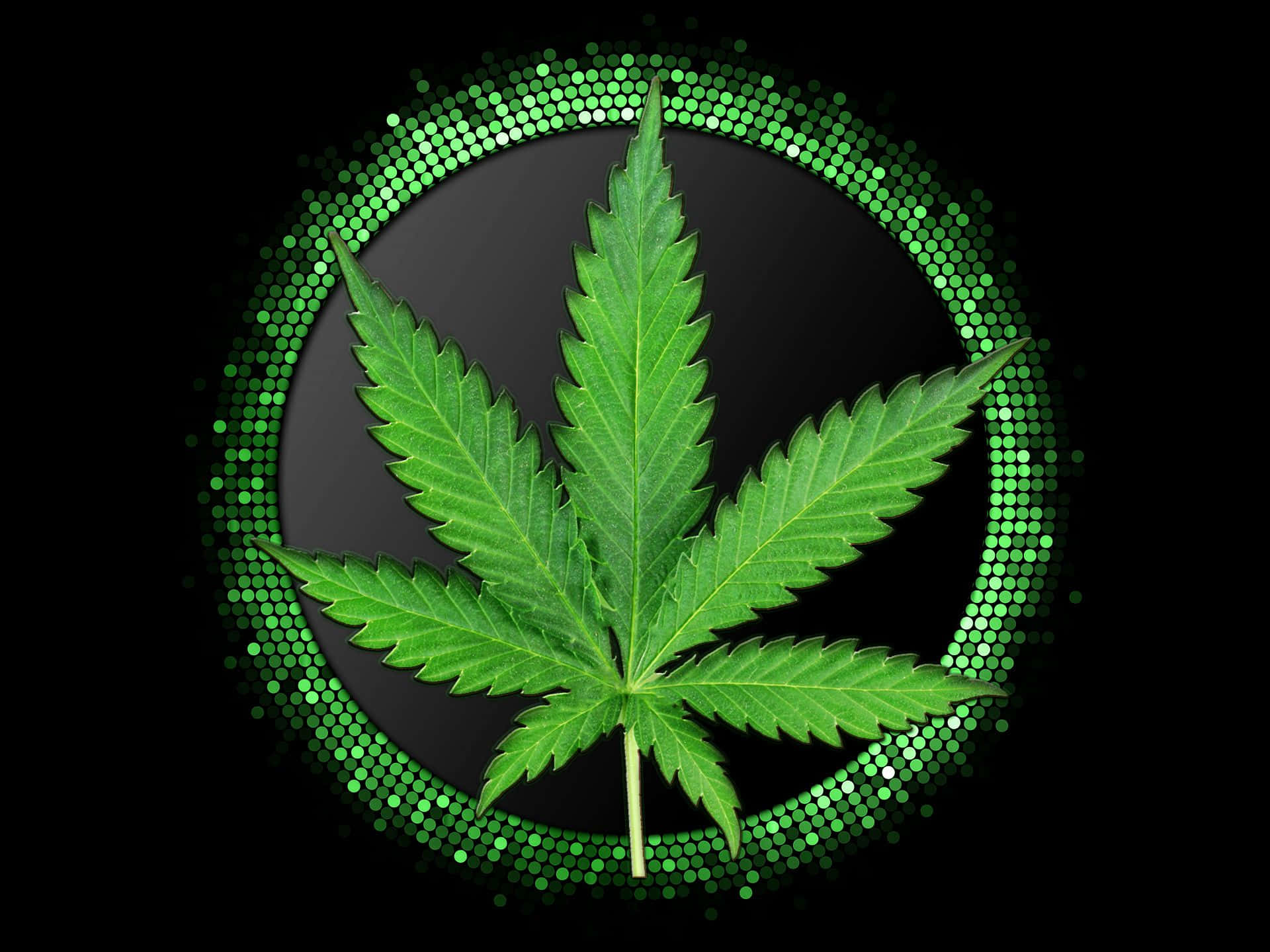 黑色背景上，發光的綠色圓形邊框內有一片綠色大麻葉。 — 綠色美學 GIF 壁紙
