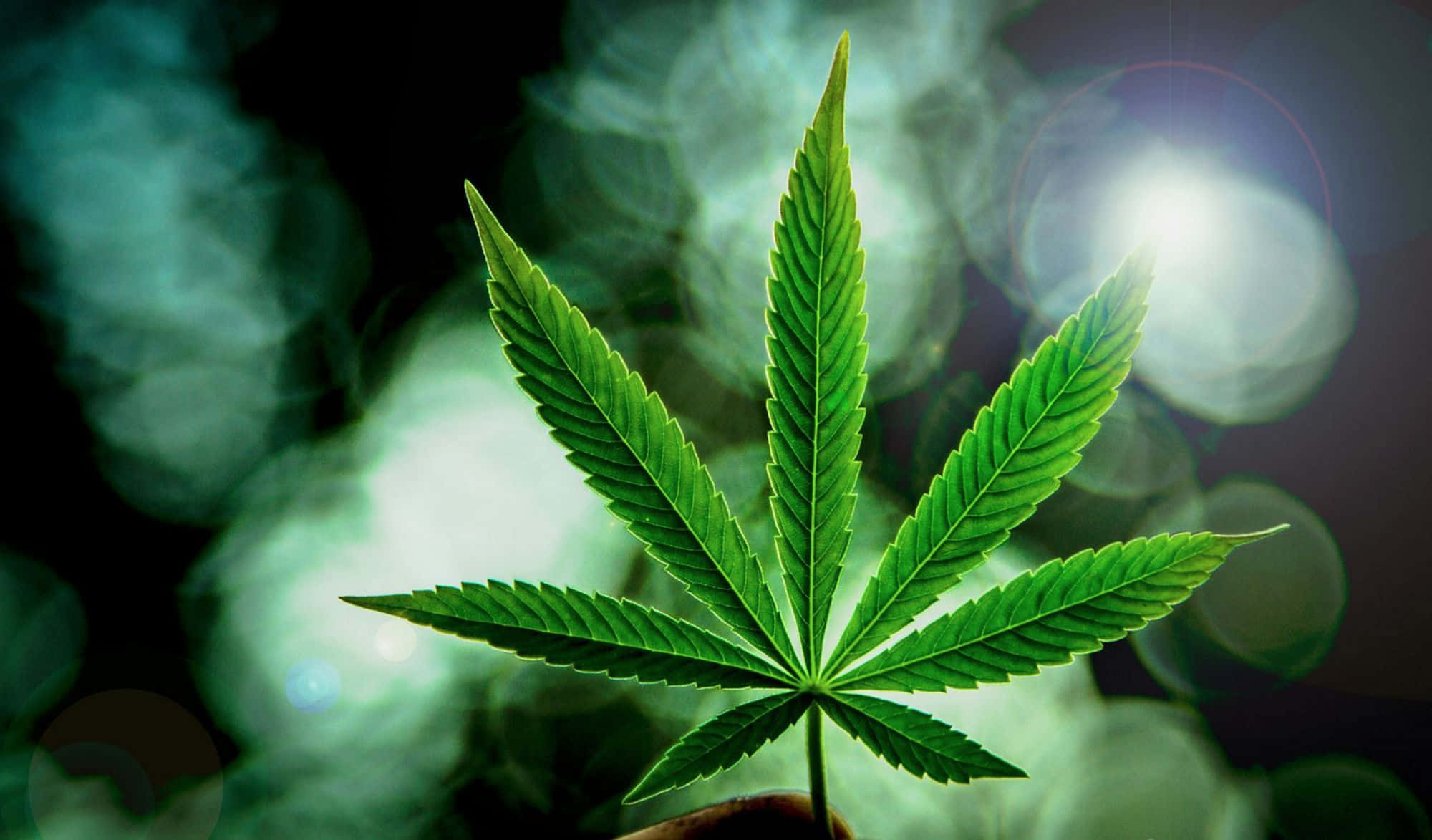 大麻 桌布 壁紙 — 一片充滿活力的綠色大麻葉，在煙霧瀰漫的散景背景中，帶有發光的光暈。