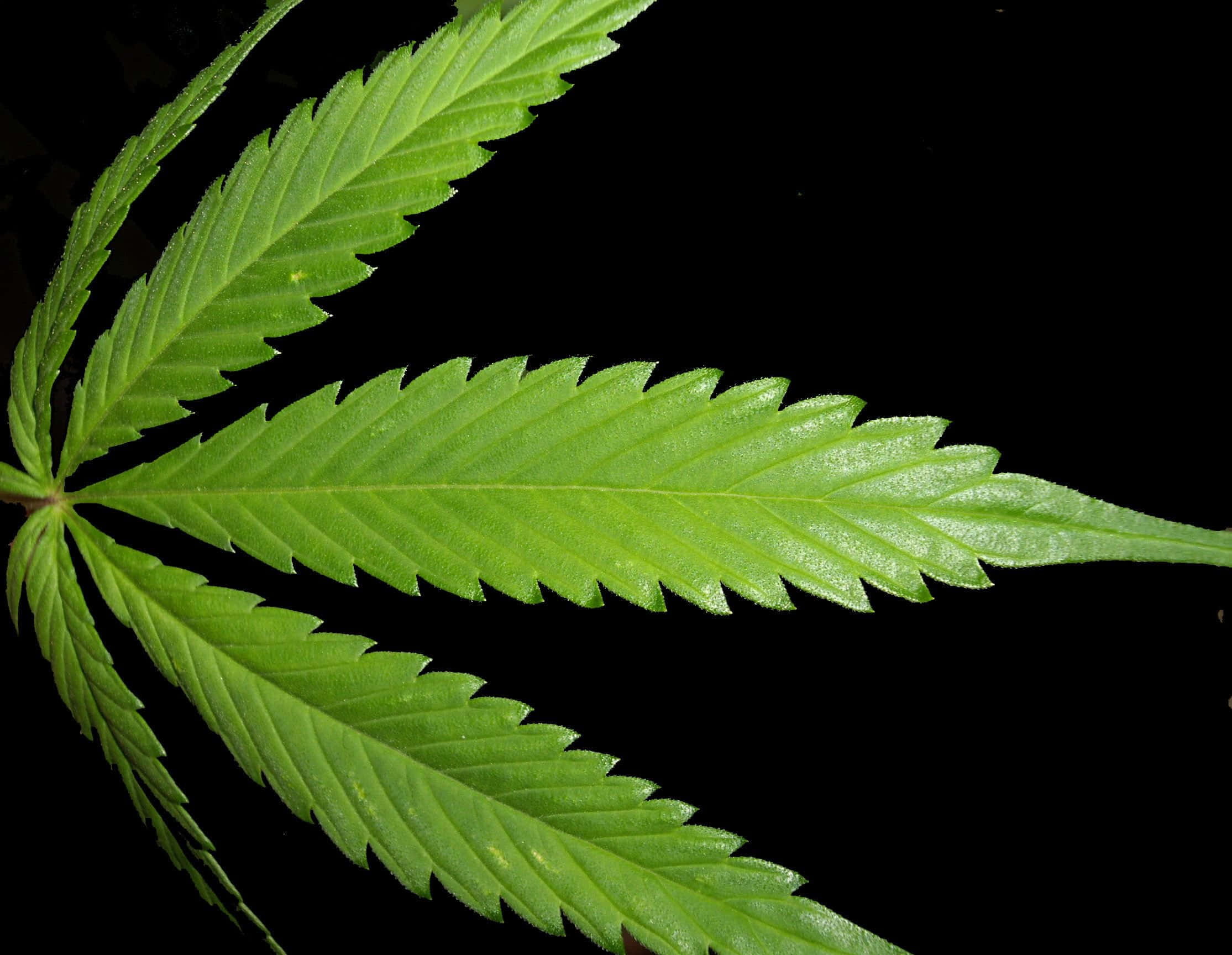 Weed Leaf 桌布 壁紙 — 一片充滿活力的綠色大麻葉，帶有鋸齒狀邊緣和可見的葉脈，在純黑色背景上清晰突出。