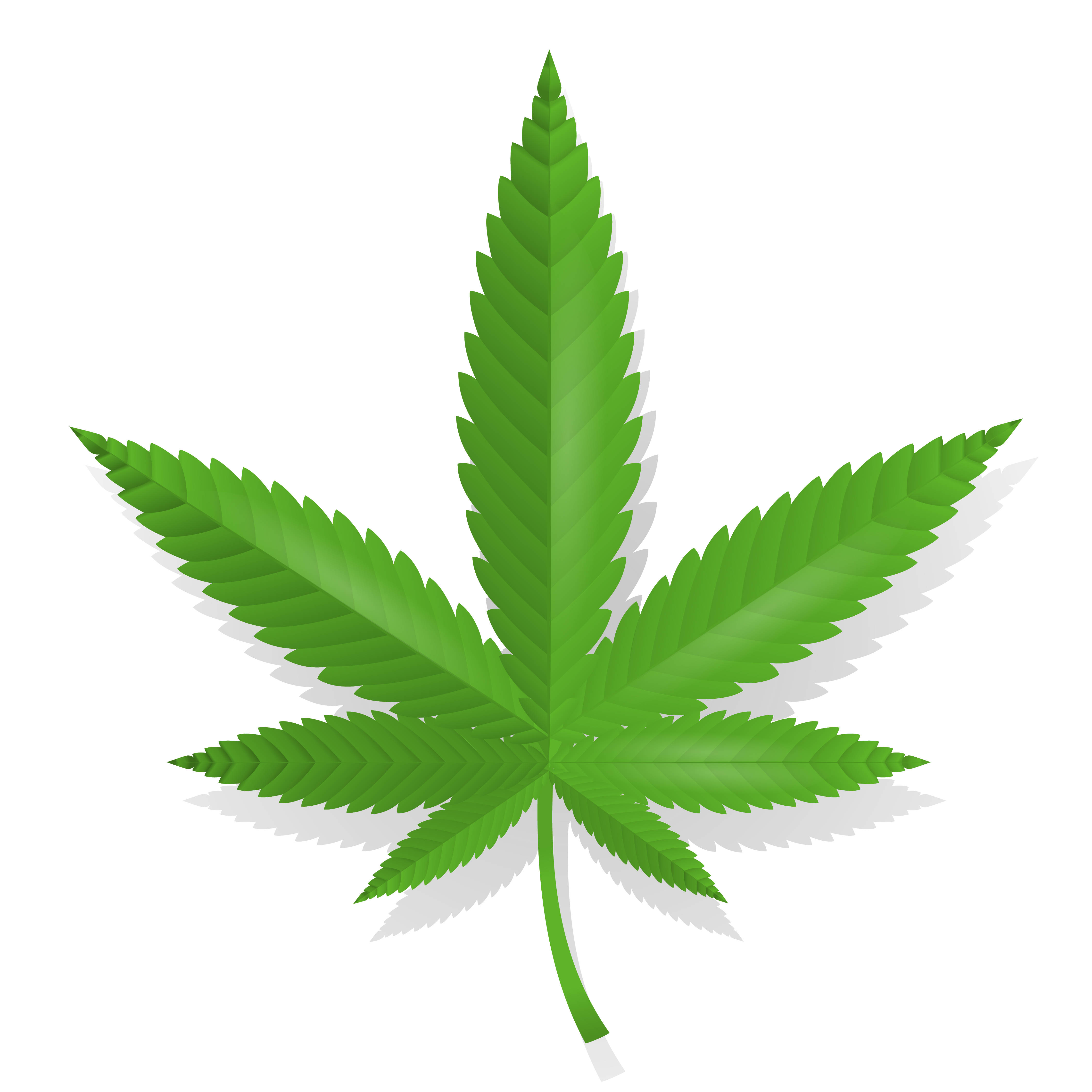 葉子 桌布 壁紙 — 一片充滿活力的綠色大麻葉，帶有鋸齒狀邊緣和長莖，在潔白的背景上投下柔和的陰影。