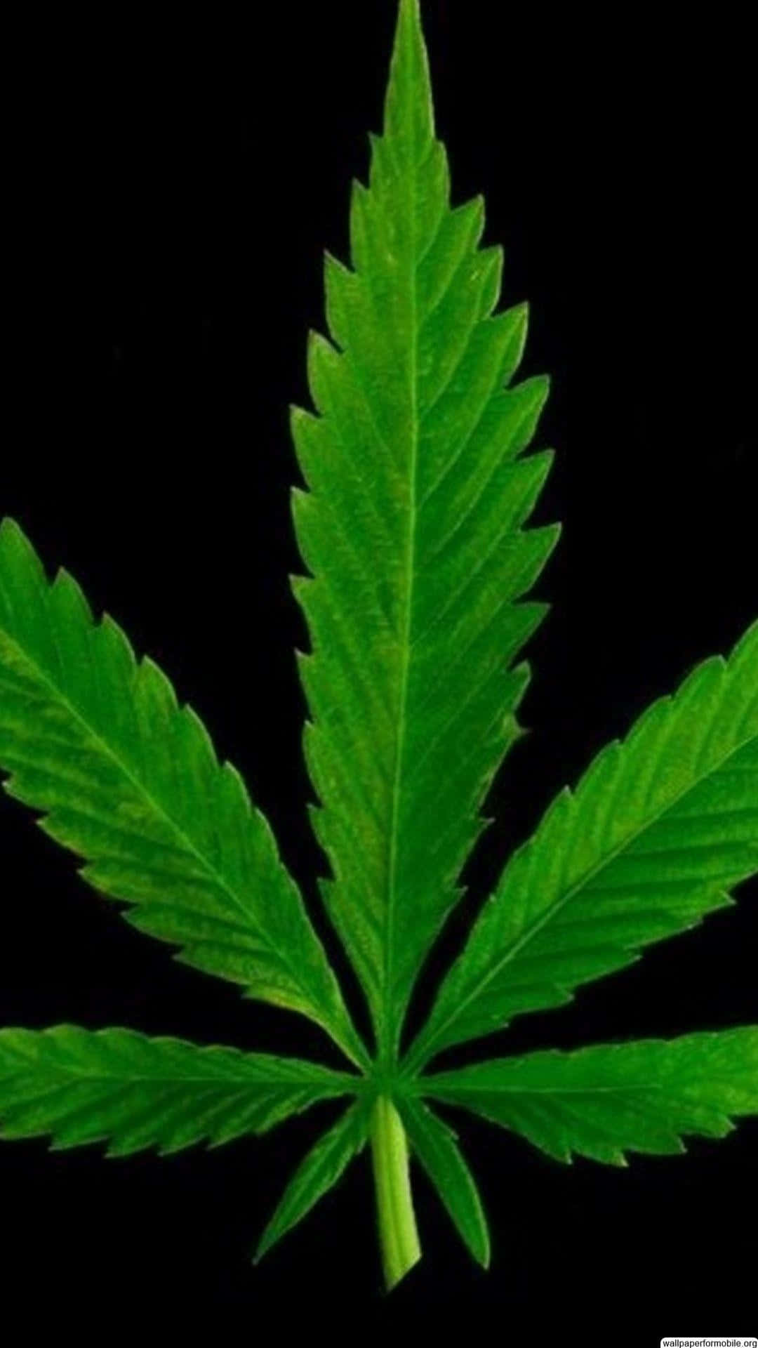 Marijuana Leaf 桌布 壁紙 — 一片充滿活力的綠色大麻葉，帶有鋸齒狀邊緣和可見的葉脈，在純黑色背景上鮮明突出。
