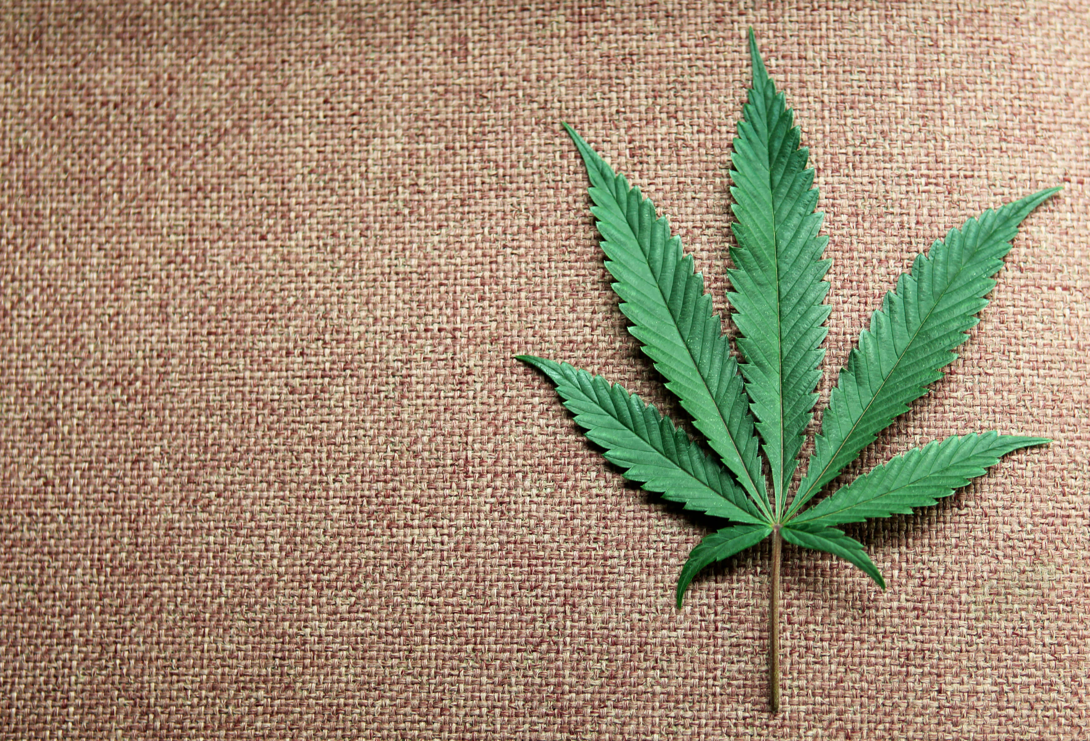 大麻 桌布 壁紙 — 一片充滿活力的綠色大麻葉，放置在帶有紋理的棕色布料背景上，呈現極簡的平鋪構圖。