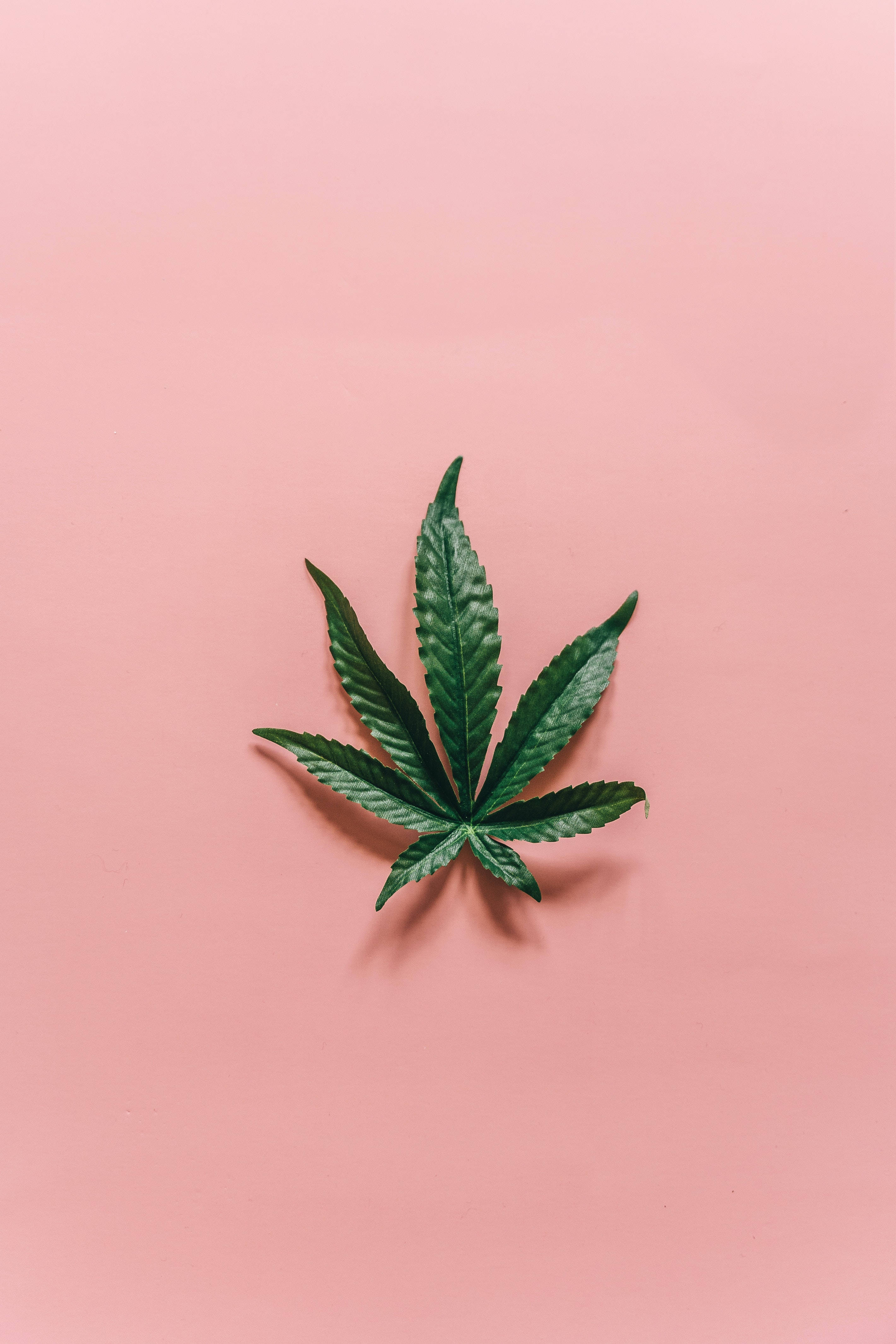酷炫大麻 桌布 壁紙 — 一片充滿活力的綠色大麻葉，置中放在柔和的粉紅色背景上，帶有微妙的陰影。