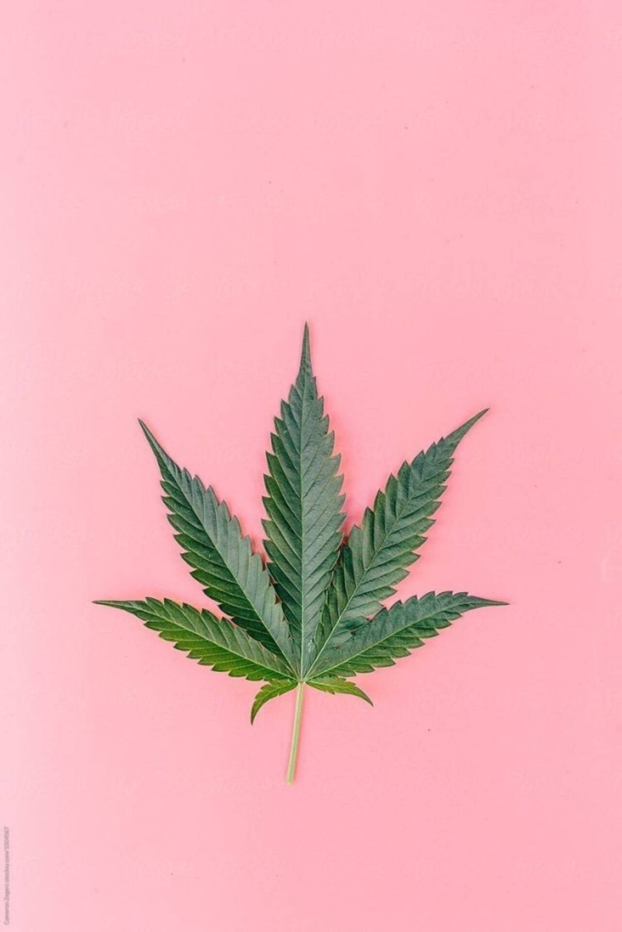 粉紅色背景上的綠色大麻葉 — 大麻 壁紙
