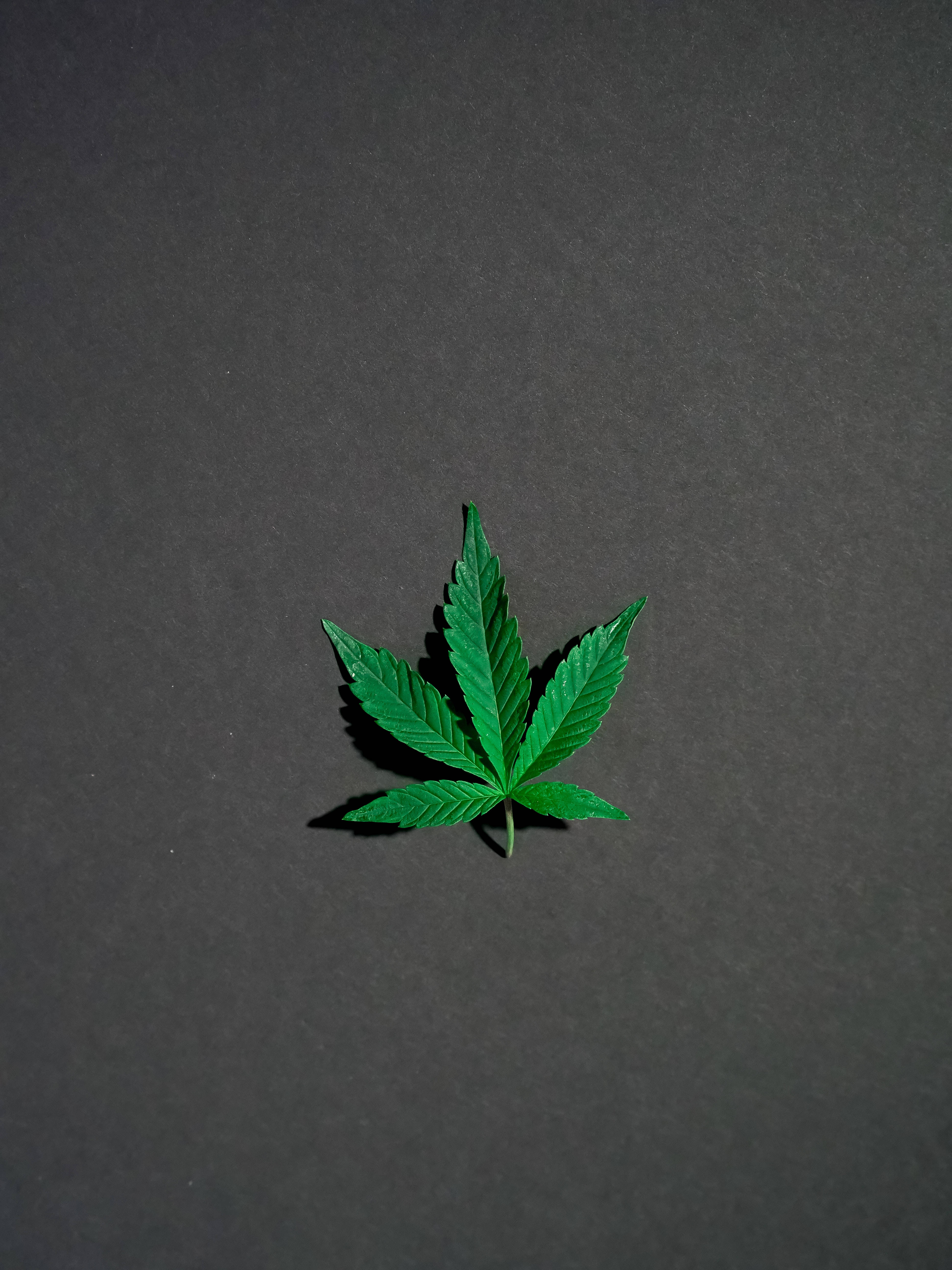 酷炫大麻 桌布 壁紙 — 一片充滿活力的綠色大麻葉在柔和燈光下，居中放置在光滑的深灰色表面上。