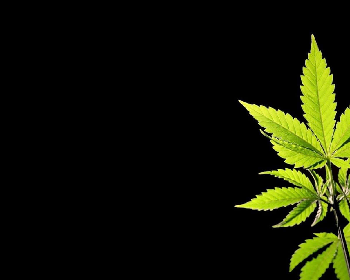  壁紙 — 一片充滿活力的綠色大麻葉在純黑背景下發光，帶有戲劇性燈光。