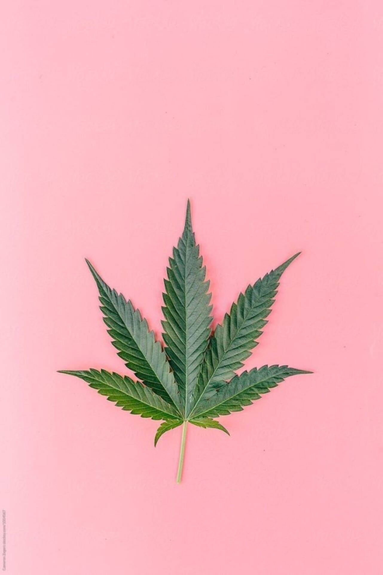 迷幻 桌布 壁紙 — 一片充滿活力的綠色大麻葉子，居中放置在柔和的粉紅色背景上，構成極簡的平鋪構圖。
