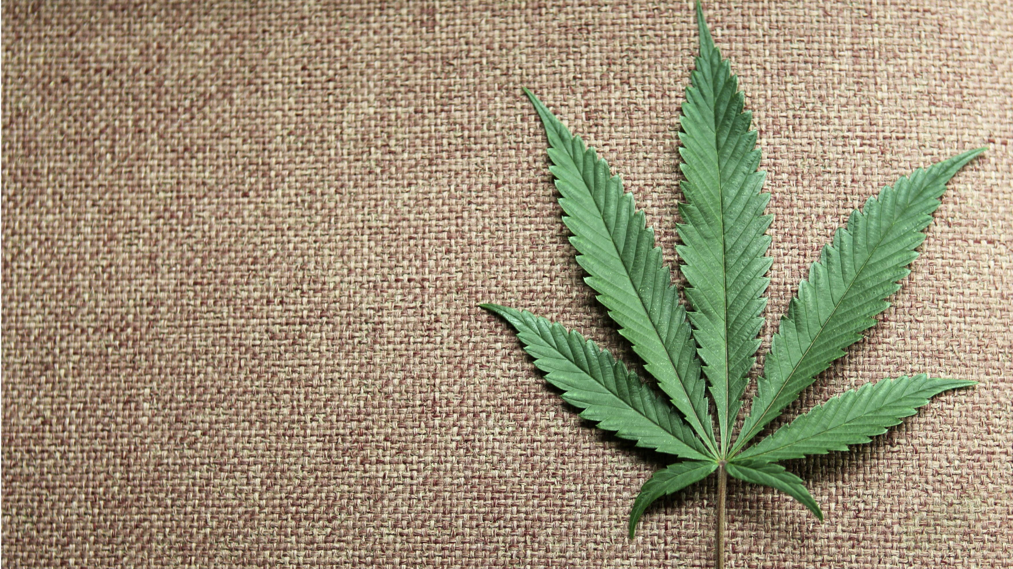 大麻 桌布 壁紙 — 一片充滿活力的綠色大麻葉放在有紋理的棕色粗麻布背景上。