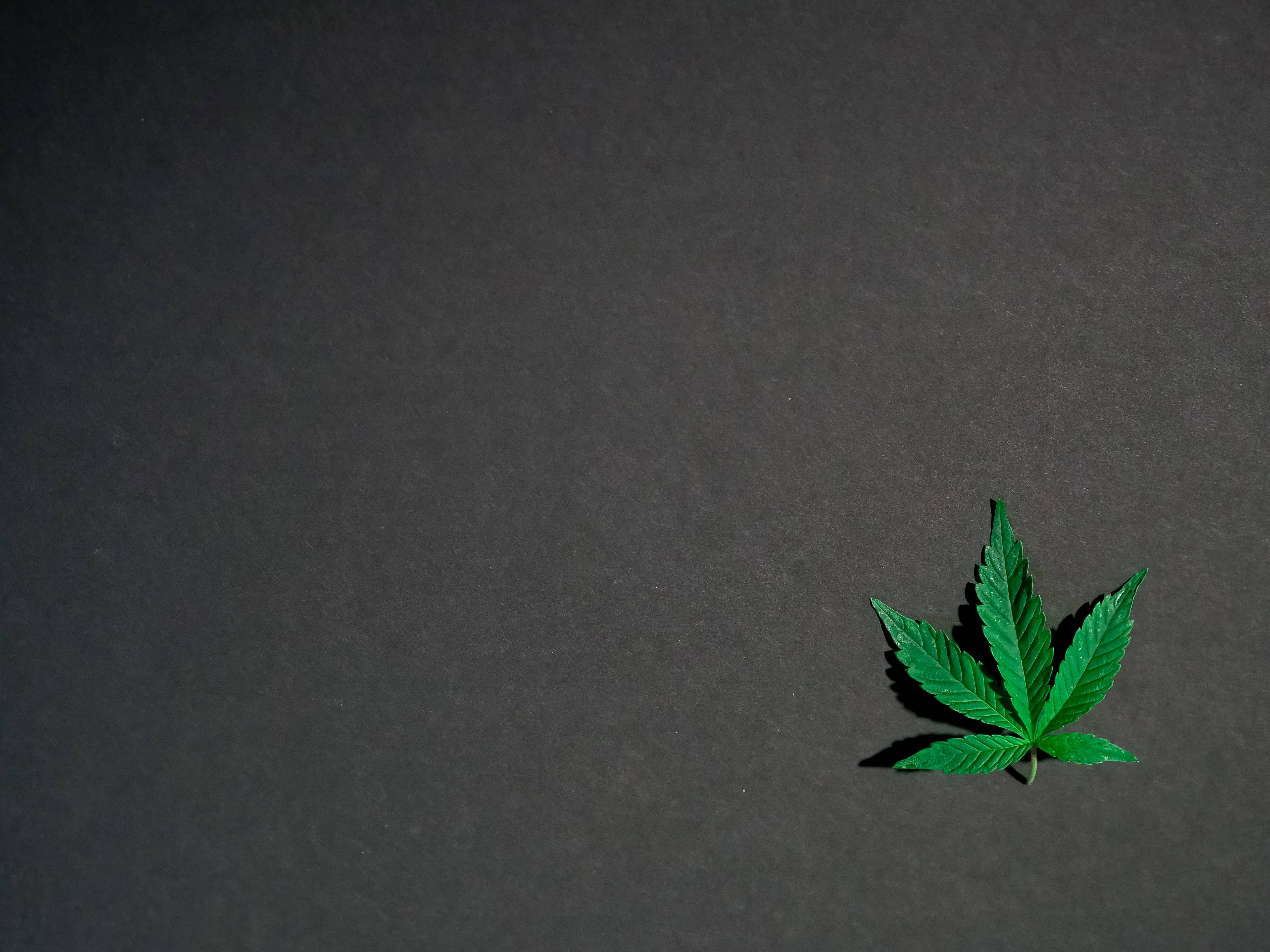 酷炫大麻 桌布 壁紙 — 一片充滿活力的綠色大麻葉獨自躺在深色紋理表面上，投下微妙的陰影。