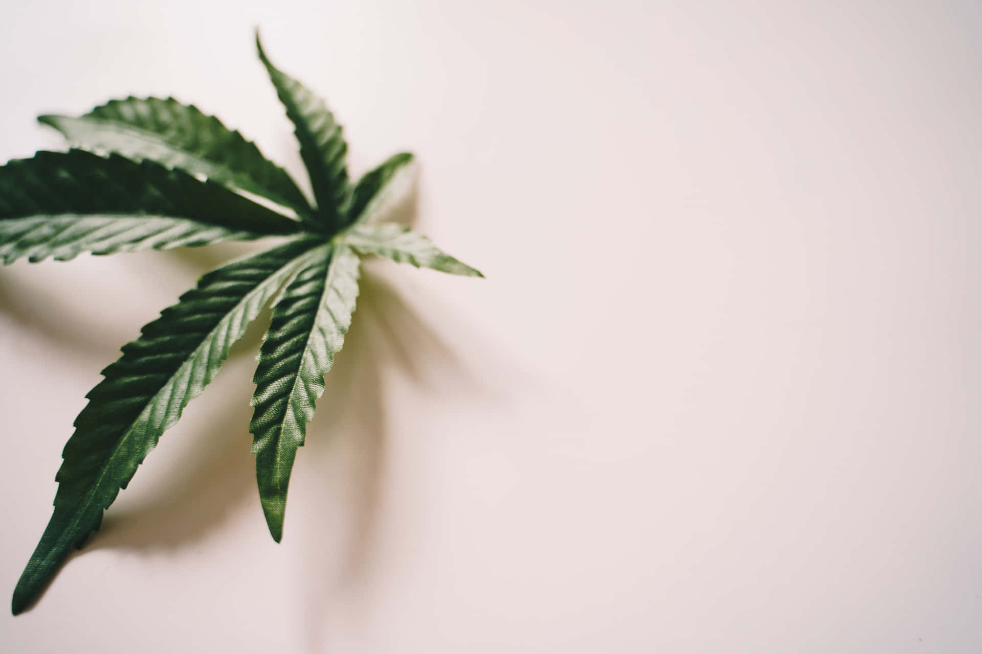  壁紙 — 一片充滿活力的綠色大麻葉靠在柔和的米白色背景上，投下微妙的陰影。