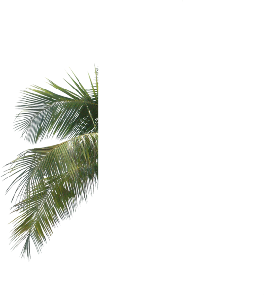 Tree Leaves 桌布 壁紙 — 一片充滿活力的綠色棕櫚葉，帶有細緻的葉脈和鋸齒狀邊緣，在純黑色背景上脫穎而出。