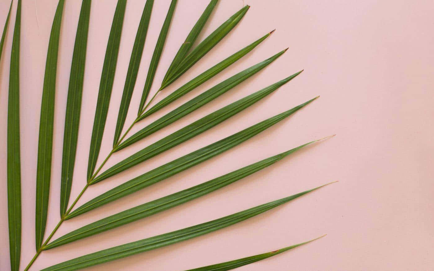 Aesthetic Palm Leaves 桌布 壁紙 — 一片充滿活力的綠色棕櫚葉以對角線方式延伸在柔和的粉紅色背景上，形成極簡的平面佈局。