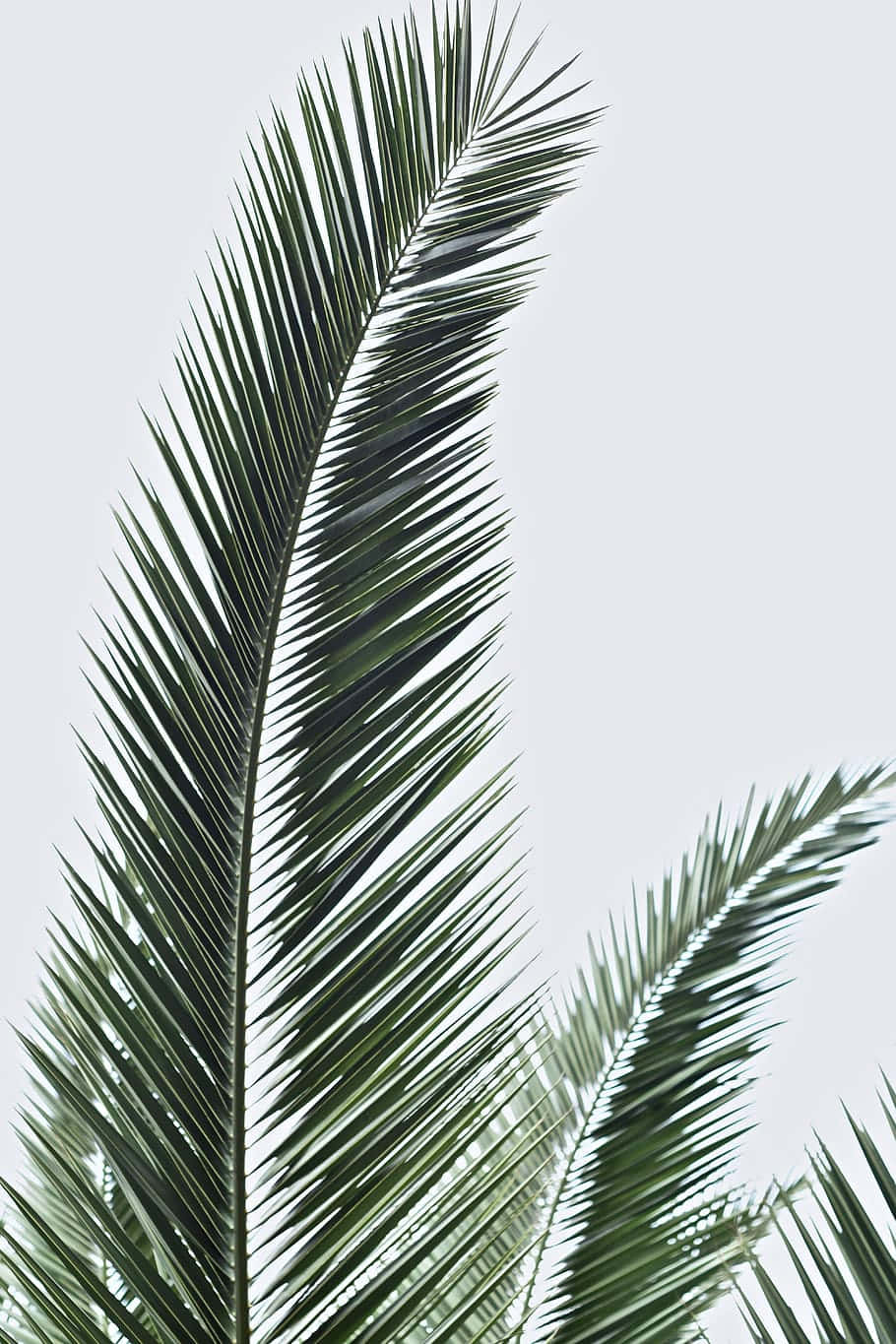 Palm 桌布 壁紙 — 一片充滿活力的綠色棕櫚葉優雅地彎曲，映襯著柔和的灰色天空，細膩的陰影凸顯其紋理分明的葉片。