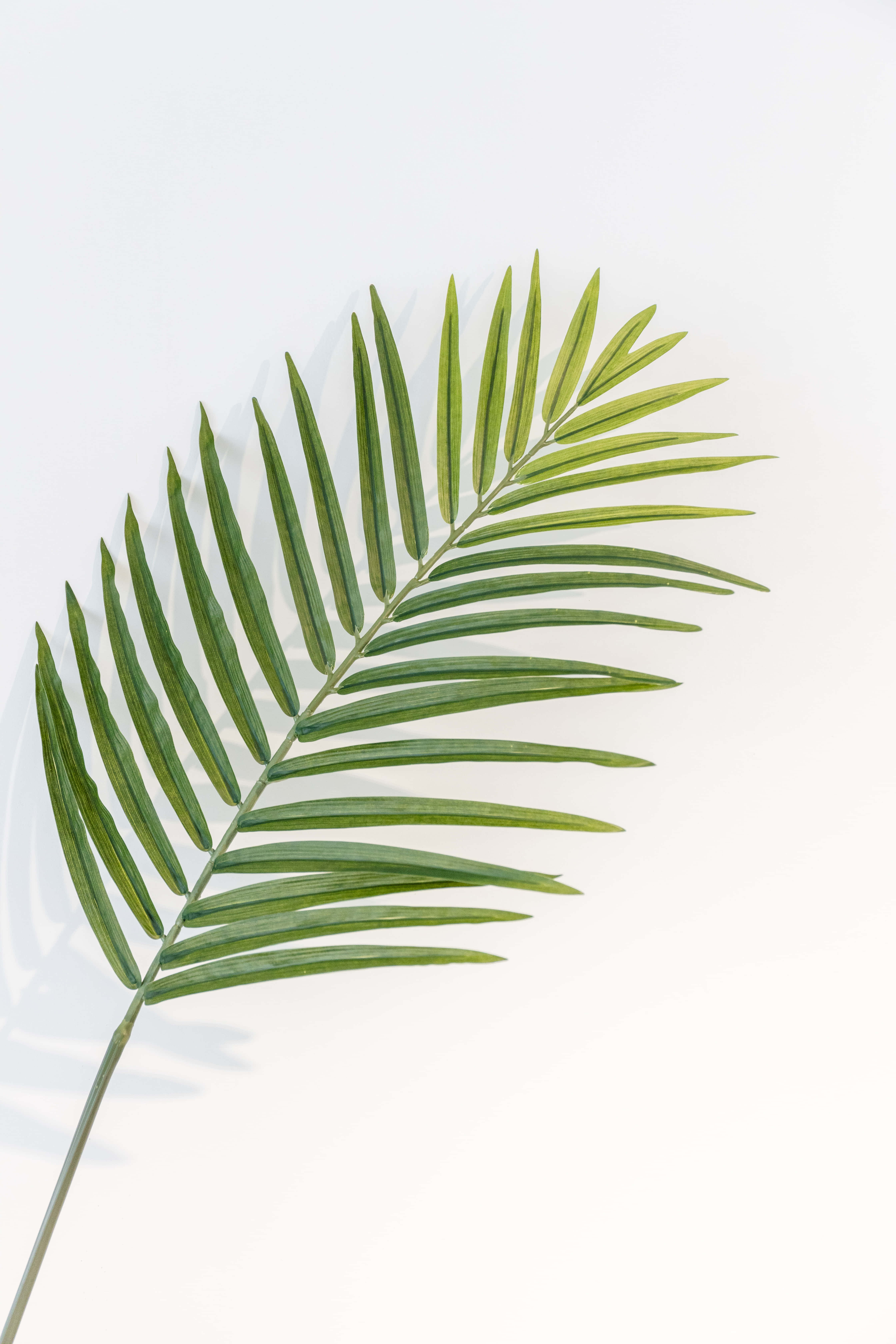 Palm Leaves 桌布 壁紙 — 一片充滿活力的綠色棕櫚葉在明亮的白色背景上投下柔和陰影，構成極簡主義構圖。