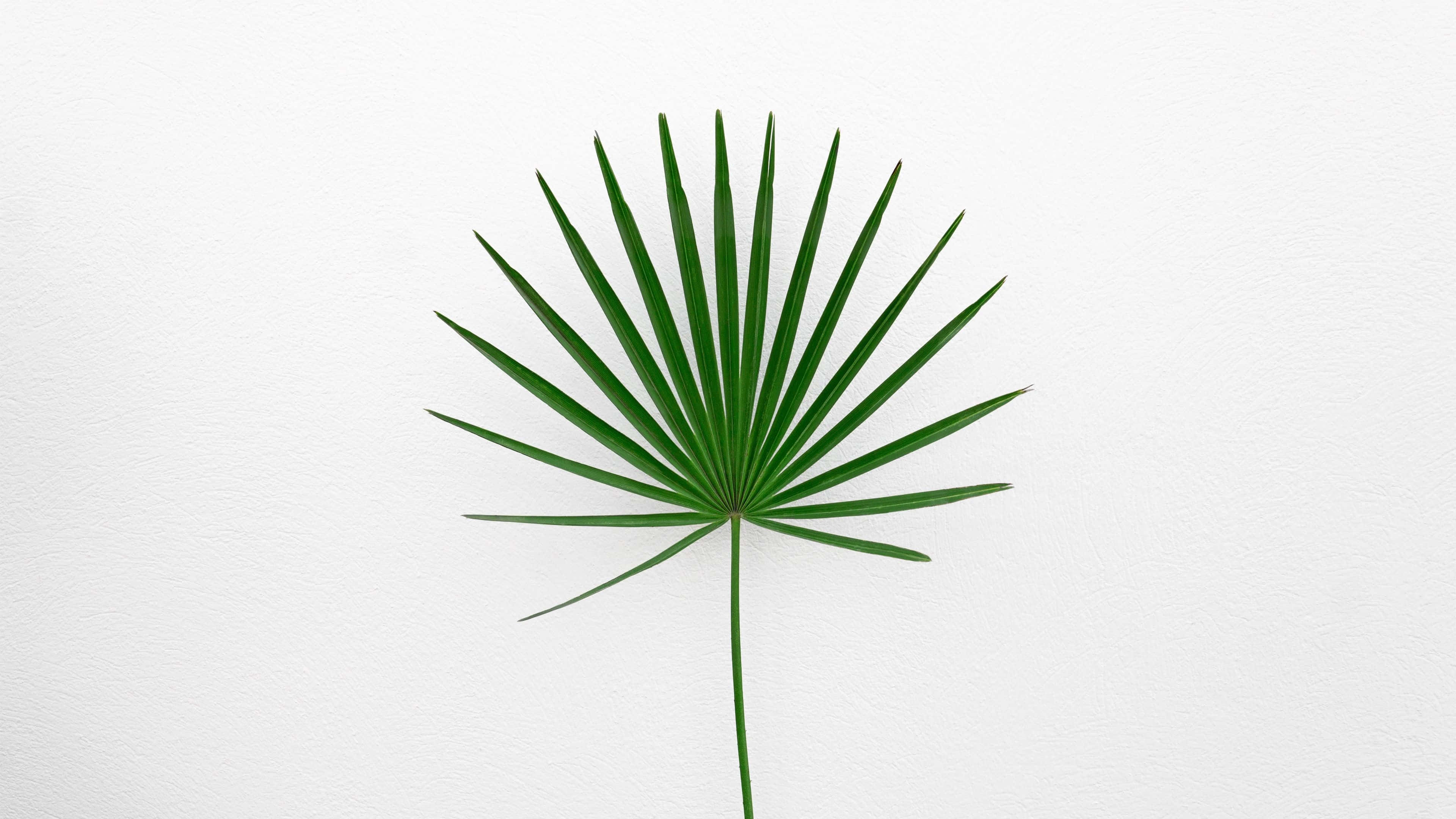 Palm Trees 桌布 壁紙 — 一片充滿活力的綠色棕櫚葉在極簡構圖中，對著乾淨有紋理的白色背景放射開來。