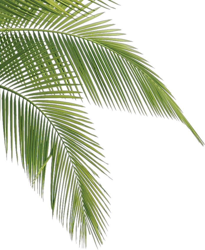 Tree Leaves 桌布 壁紙 — 一片充滿活力的綠色棕櫚葉在純黑背景下優雅地彎曲。