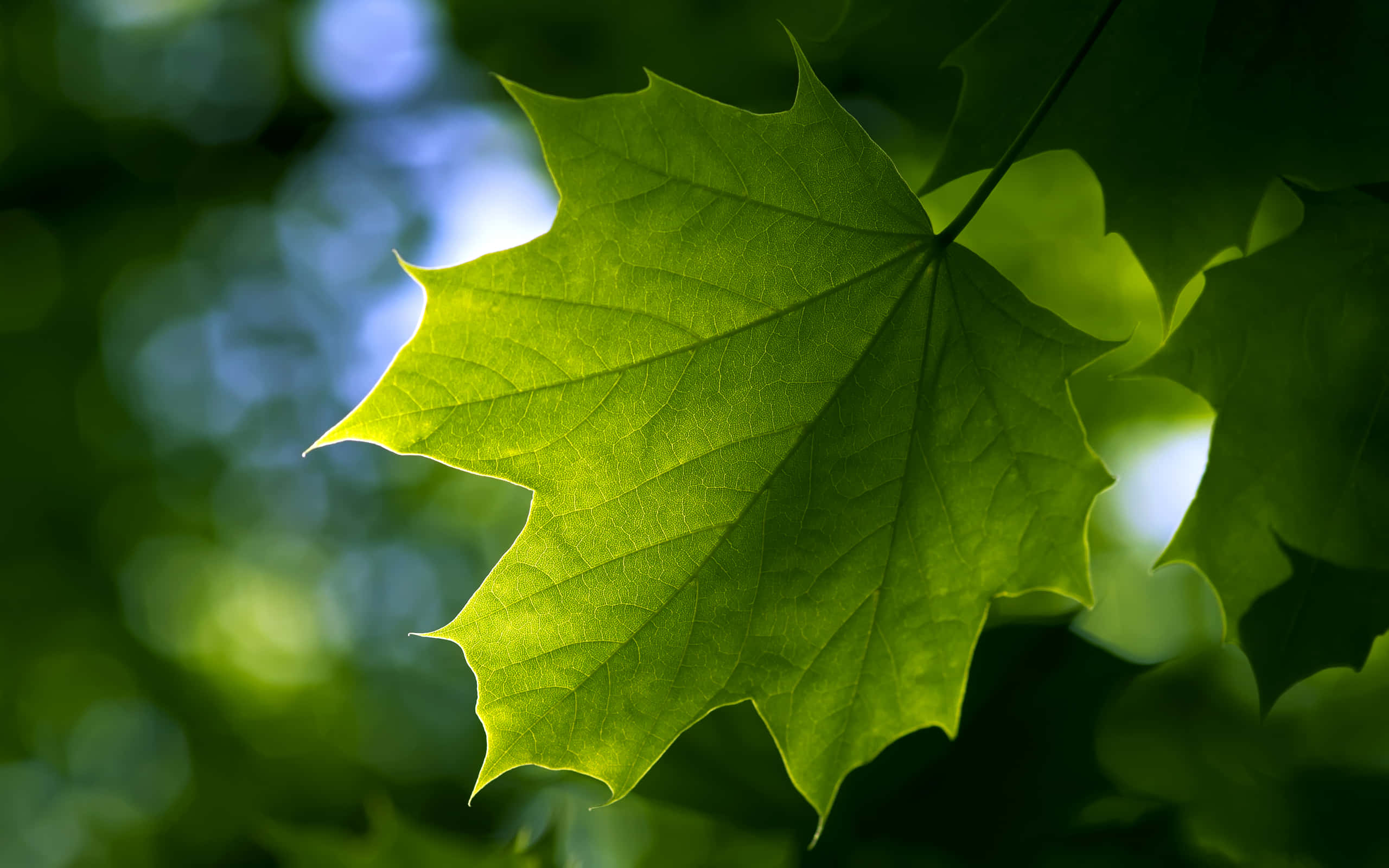 Maple Leaf 桌布 壁紙 — 一片充滿活力的綠色楓葉，在陽光的背光照射下，複雜的葉脈在柔和模糊的森林背景下發光。
