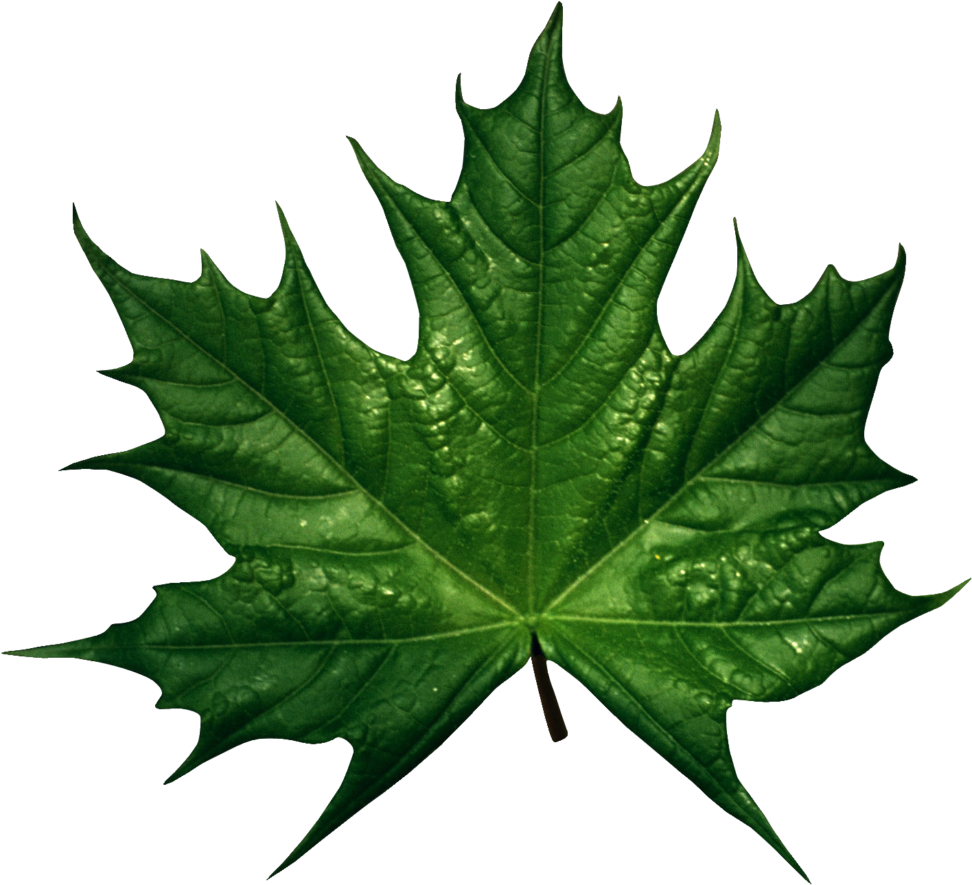 Maple Leaf 桌布 壁紙 — 一片充滿活力的綠色楓葉，帶有細緻的葉脈和露珠，孤立在黑色背景上。