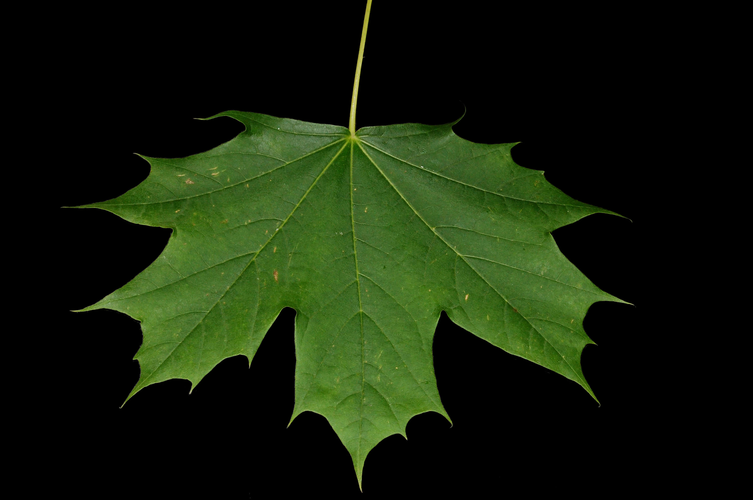 Maple Leaf 桌布 壁紙 — 一片充滿活力的綠色楓葉，帶有細緻的葉脈和鋸齒狀邊緣，懸掛在純黑色背景上。