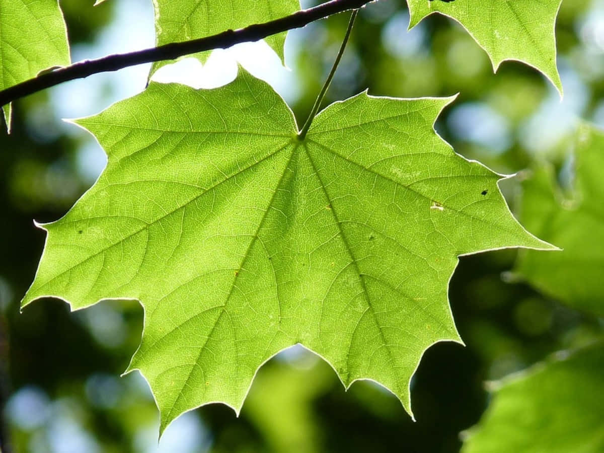 Maple Leaf 桌布 壁紙 — 一片充滿活力的綠色楓葉，帶有複雜的葉脈，在陽光下背光，背景是柔和模糊的森林。