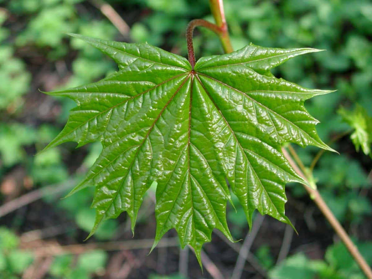 Maple Leaf 桌布 壁紙 — 一片充滿活力的綠色楓葉，帶有鋸齒狀邊緣和可見的葉脈，在柔和模糊的森林背景中脫穎而出。