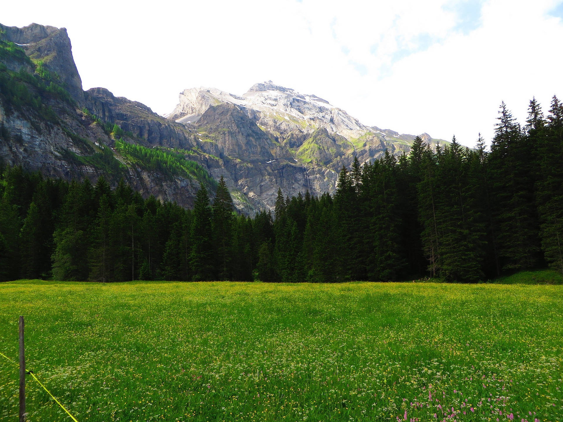 Alps 桌布 壁紙 — 一片充滿活力的綠色草地上點綴著野花，在明亮的天空下延伸至茂密的松林和高聳的岩石山前。