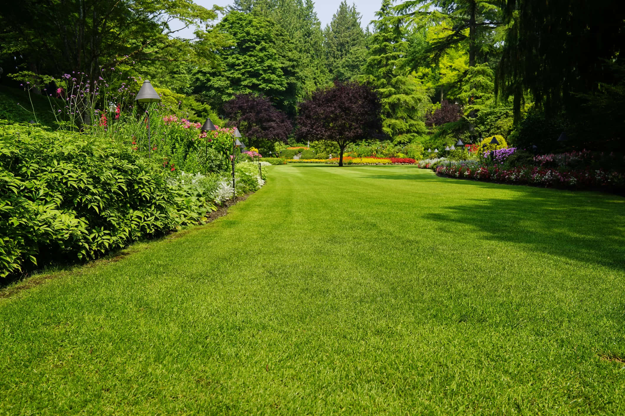 Green Grass 桌布 壁紙 — 一片充滿活力的綠色草坪穿過茂密的花園，兩旁種滿了色彩繽紛的花朵和高大的樹木，在明亮的日光下。
