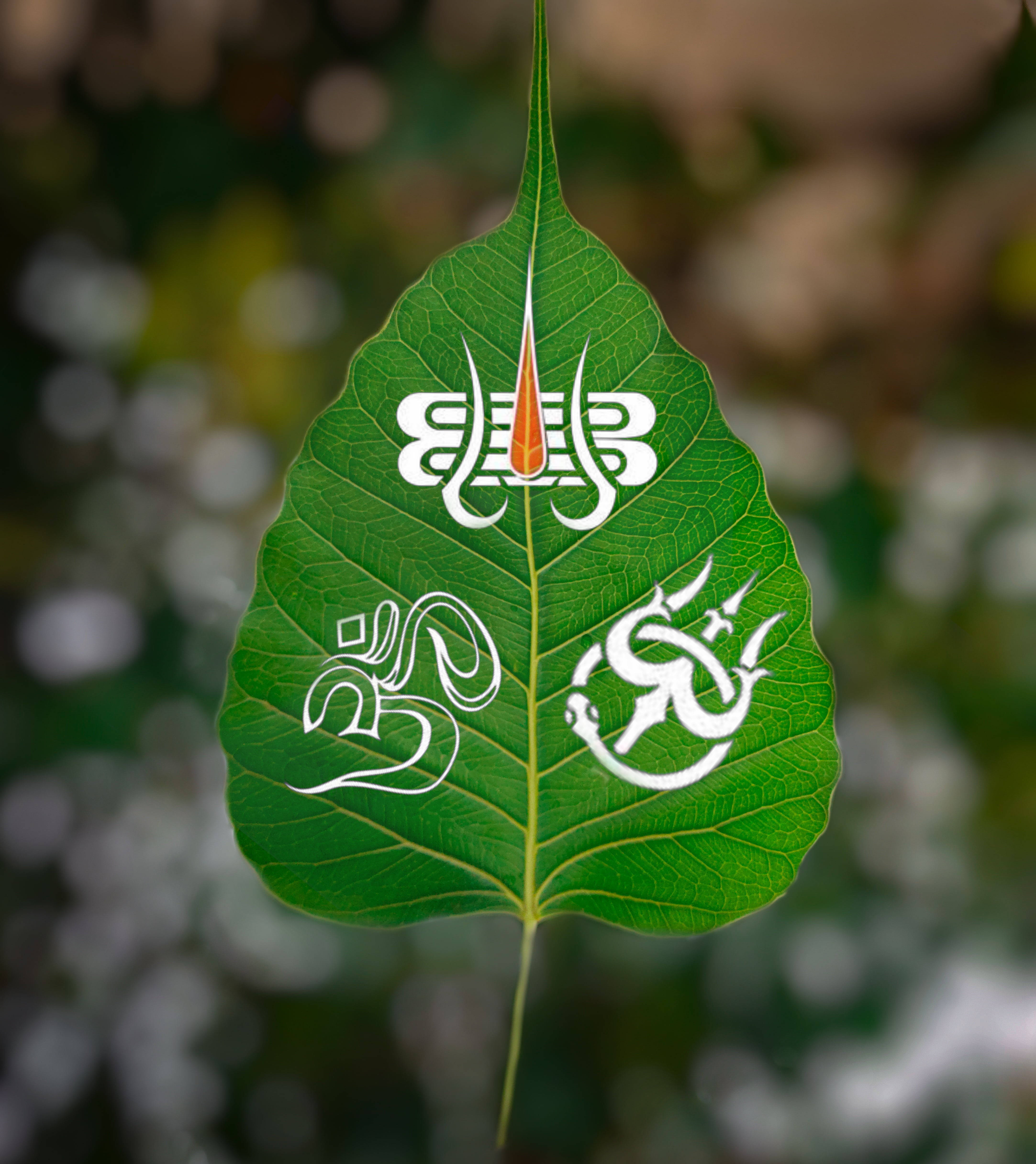 Hindu God 桌布 壁紙 — 一片充滿活力的綠色菩提葉，在柔和模糊的自然背景下展示精緻的白色和橙色精神象徵。