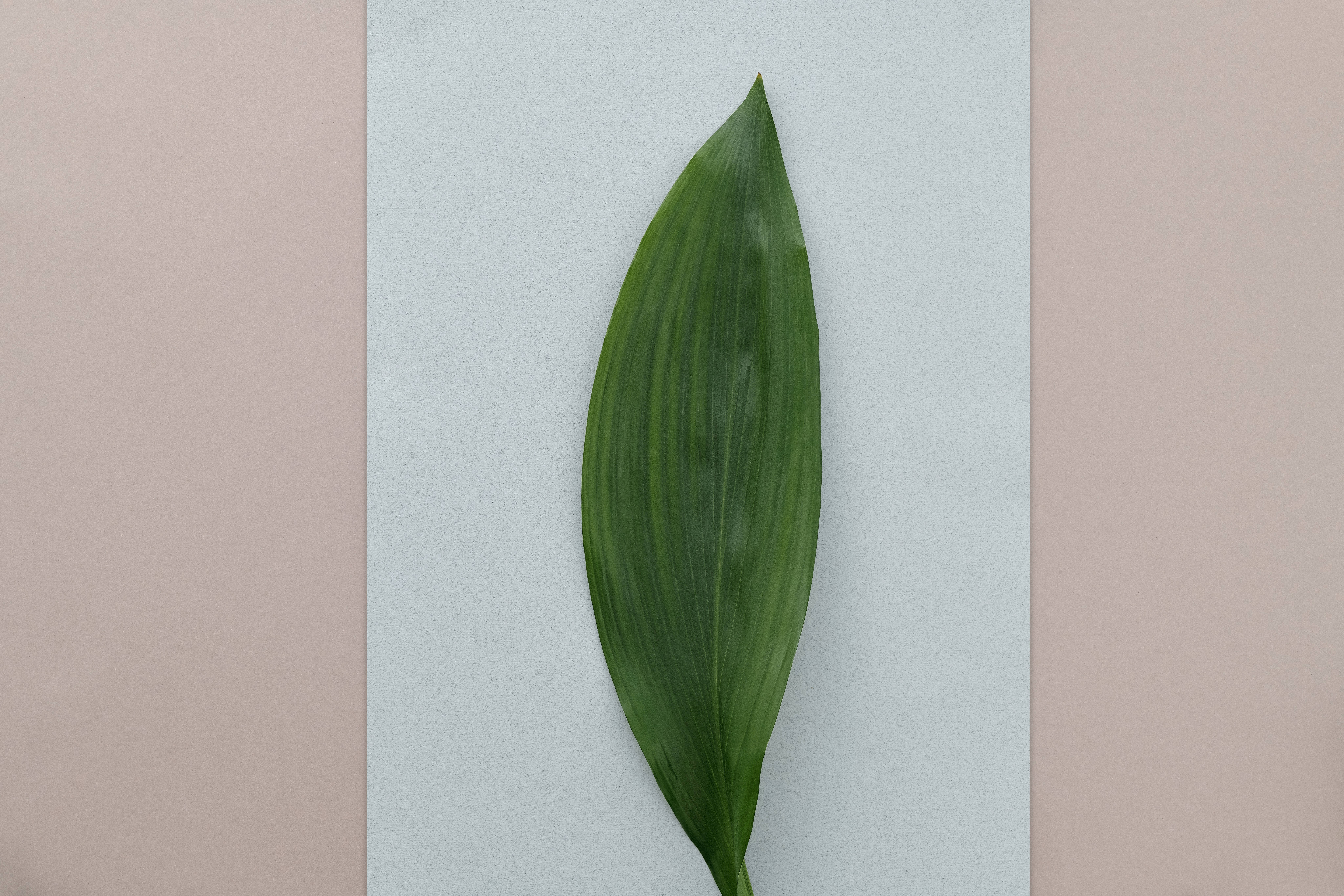 Green Leaves 桌布 壁紙 — 一片充滿活力的綠色葉子，帶有突出的葉脈，居中放置在淺藍色和柔和粉紅色的三色調粉彩背景上。