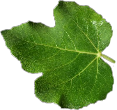 Daun 桌布 壁紙 — 一片充滿活力的綠色葉子，帶有複雜的葉脈和露水質感，在純黑色背景下顯得格外突出。